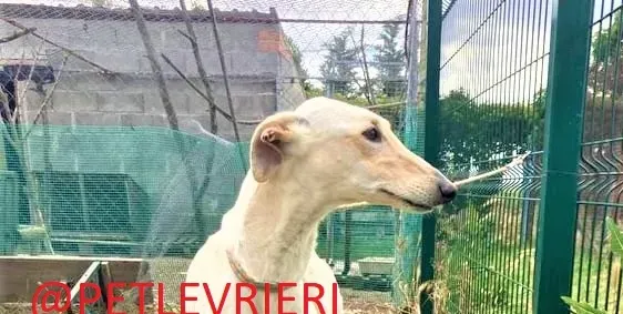 Manquito adozione levrieri galgo 8