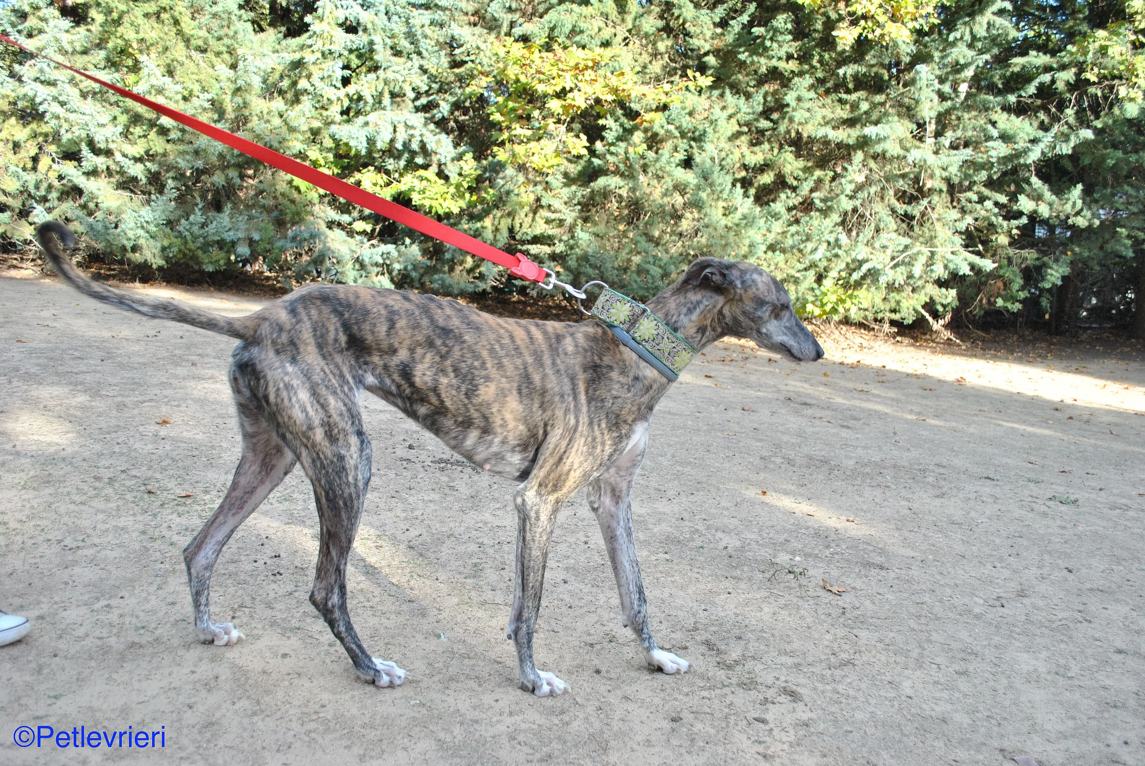 Manzana adozione levrieri galgo 011