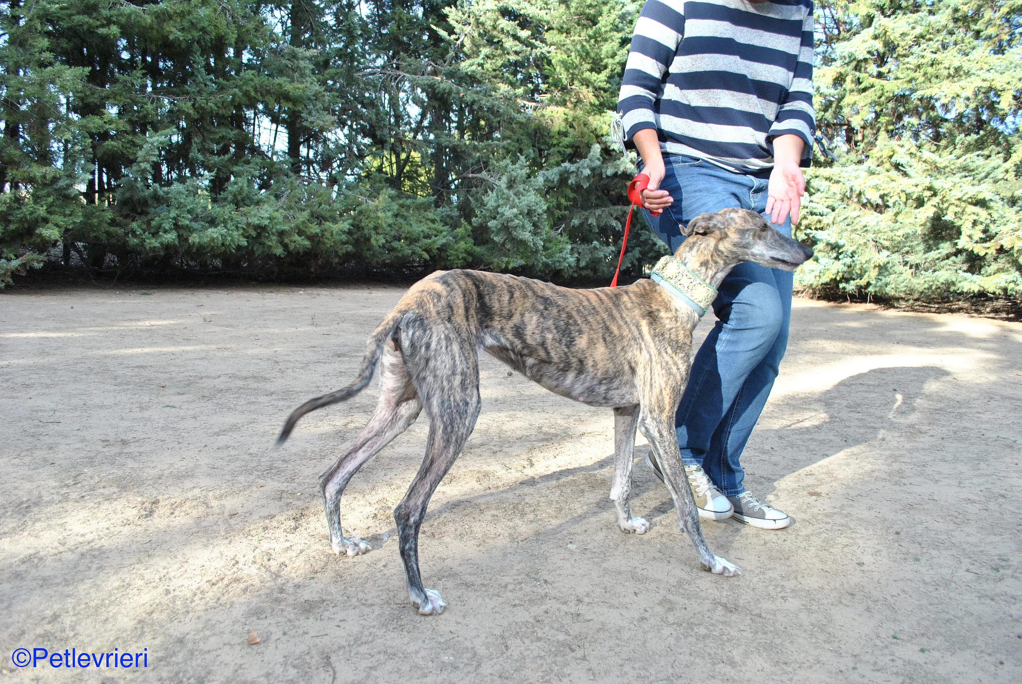 Manzana adozione levrieri galgo 012