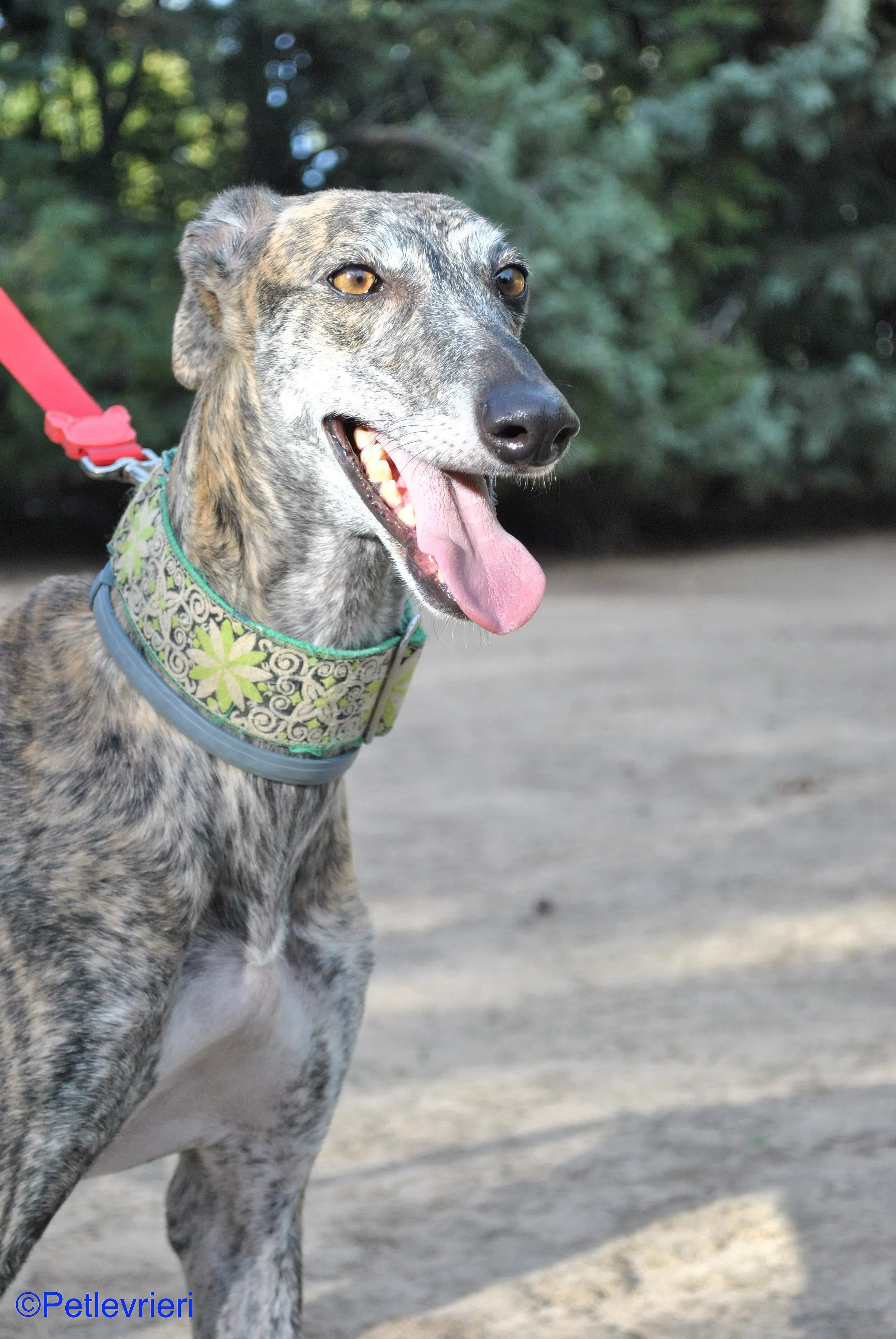 Manzana adozione levrieri galgo 013