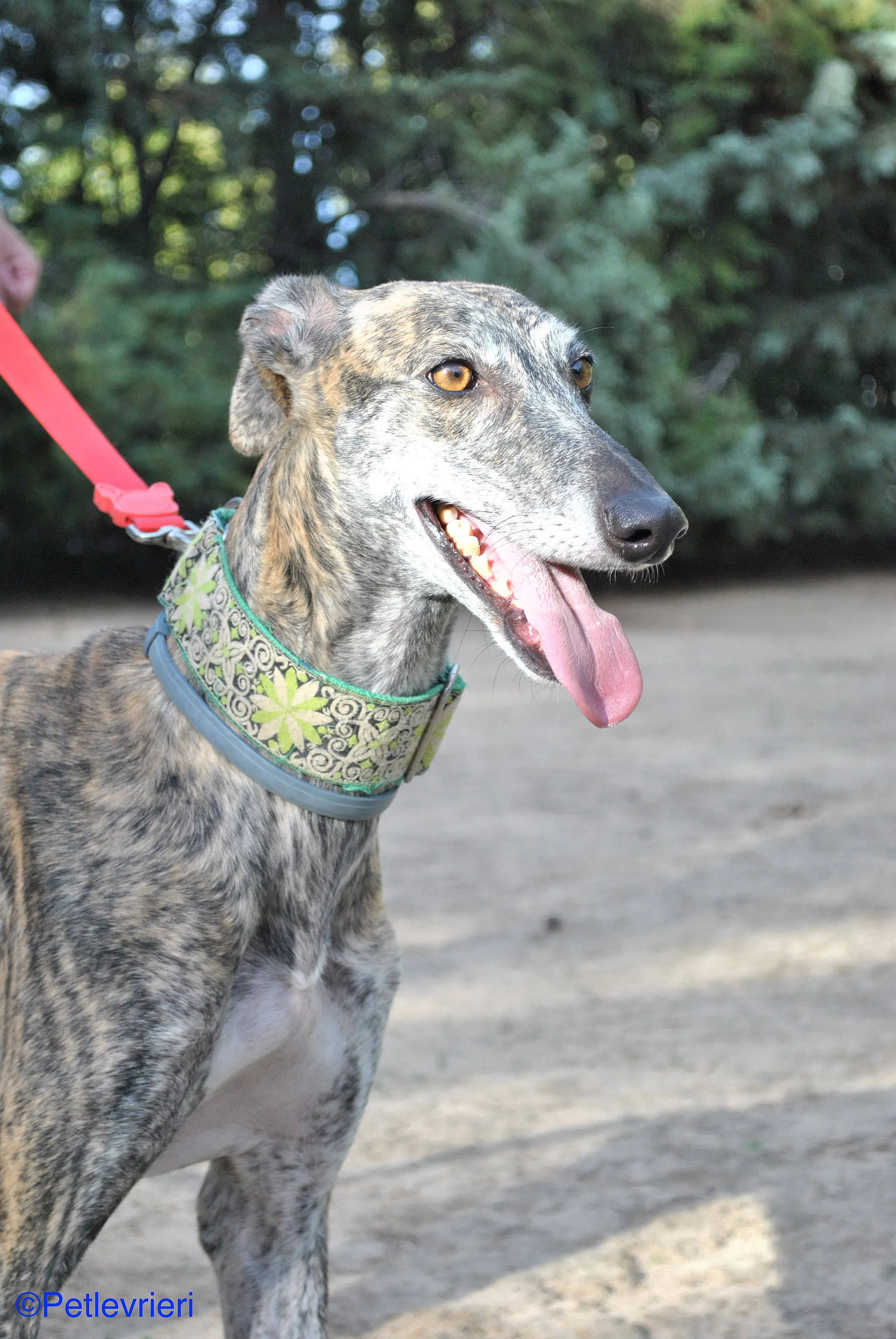 Manzana adozione levrieri galgo 014