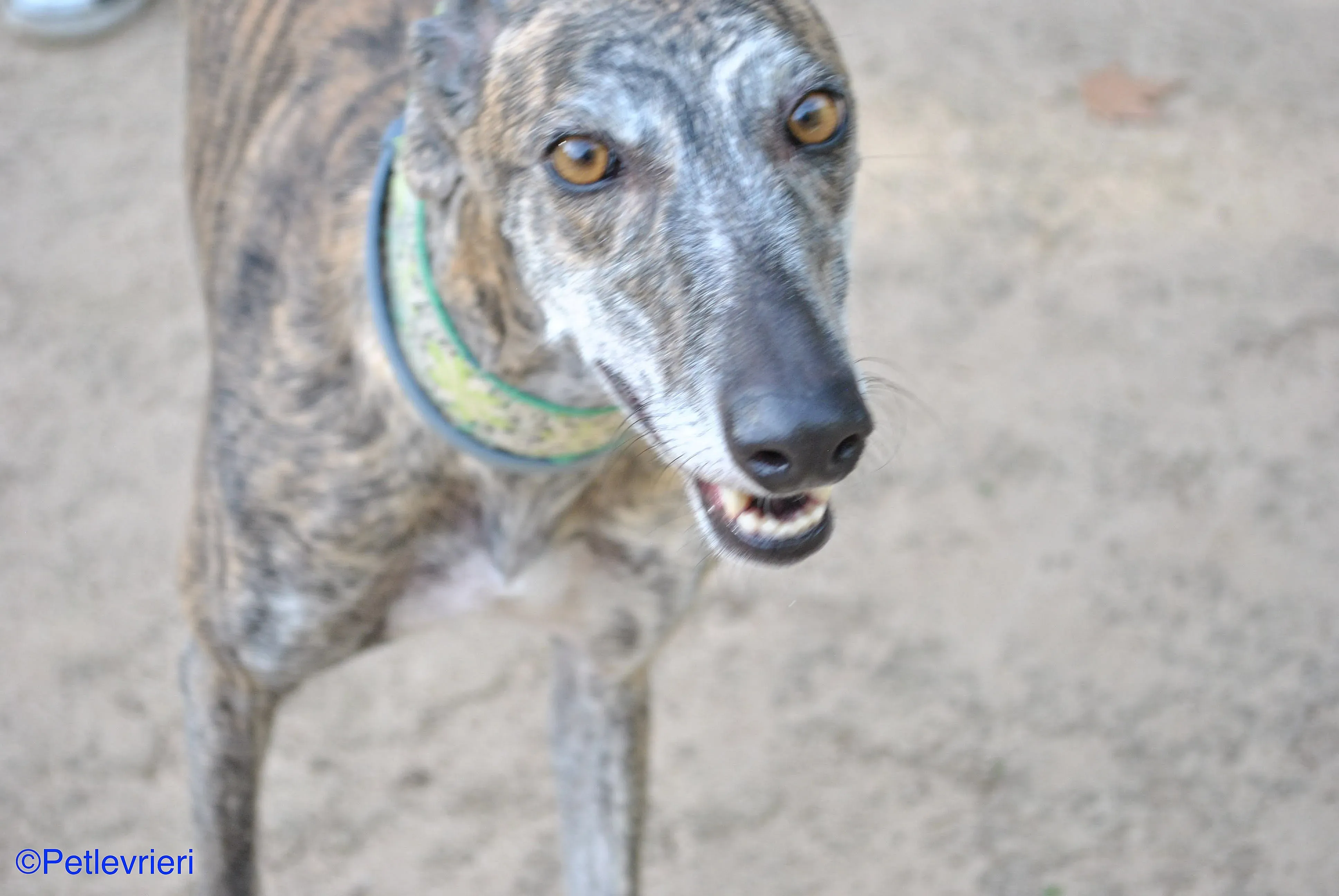 Manzana adozione levrieri galgo 015