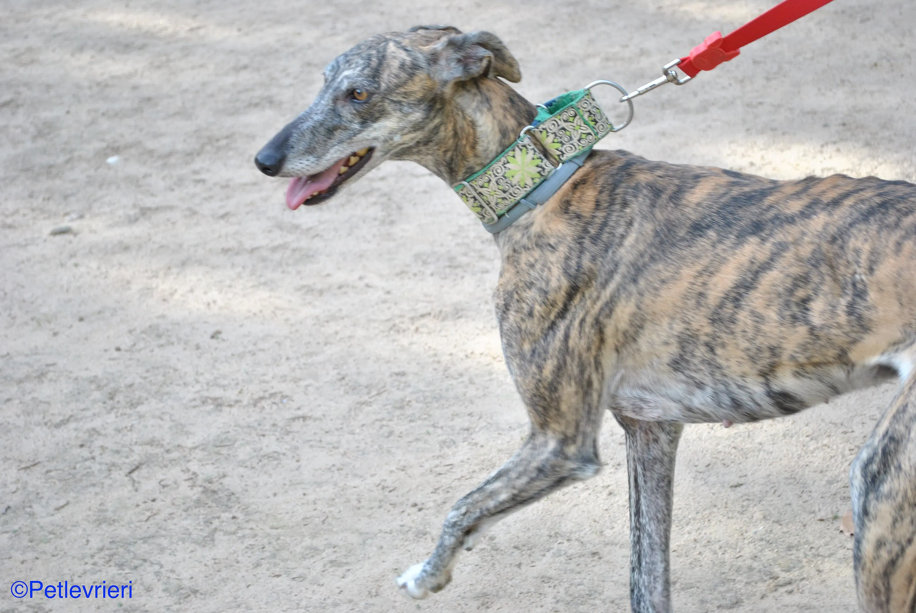 Manzana adozione levrieri galgo 016