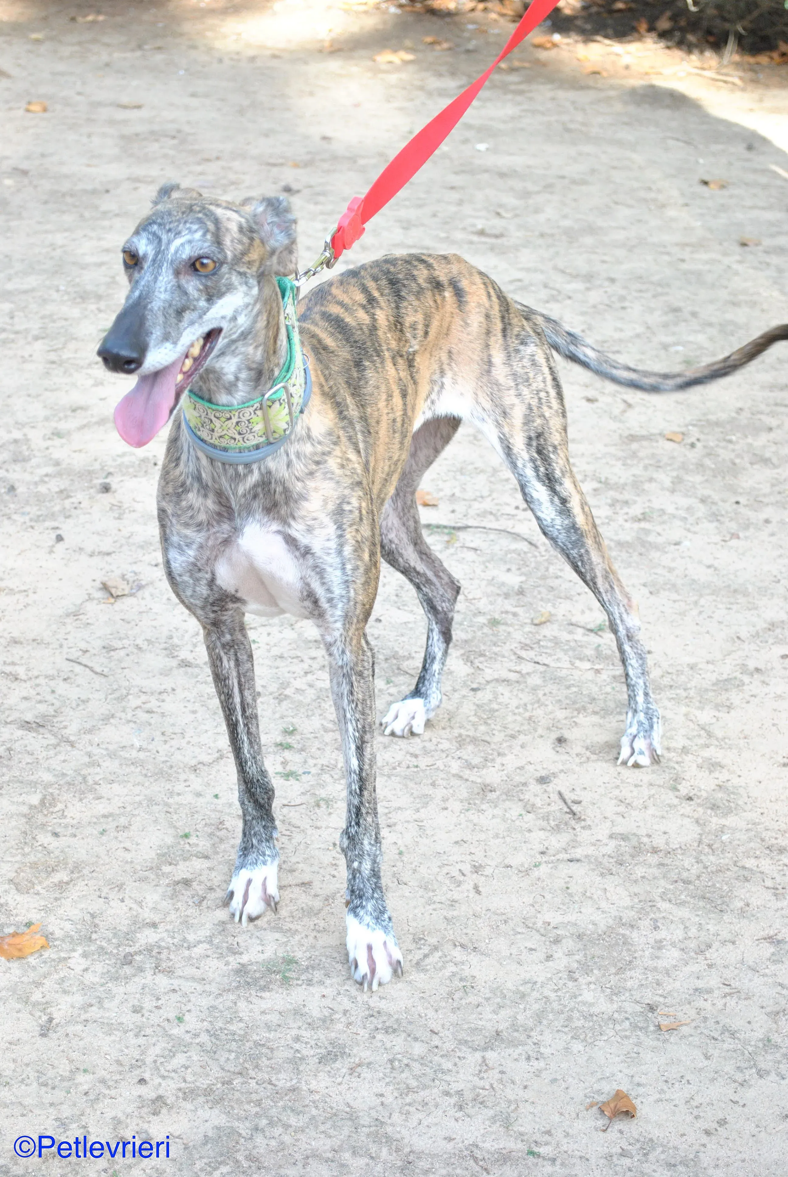 Manzana adozione levrieri galgo 017