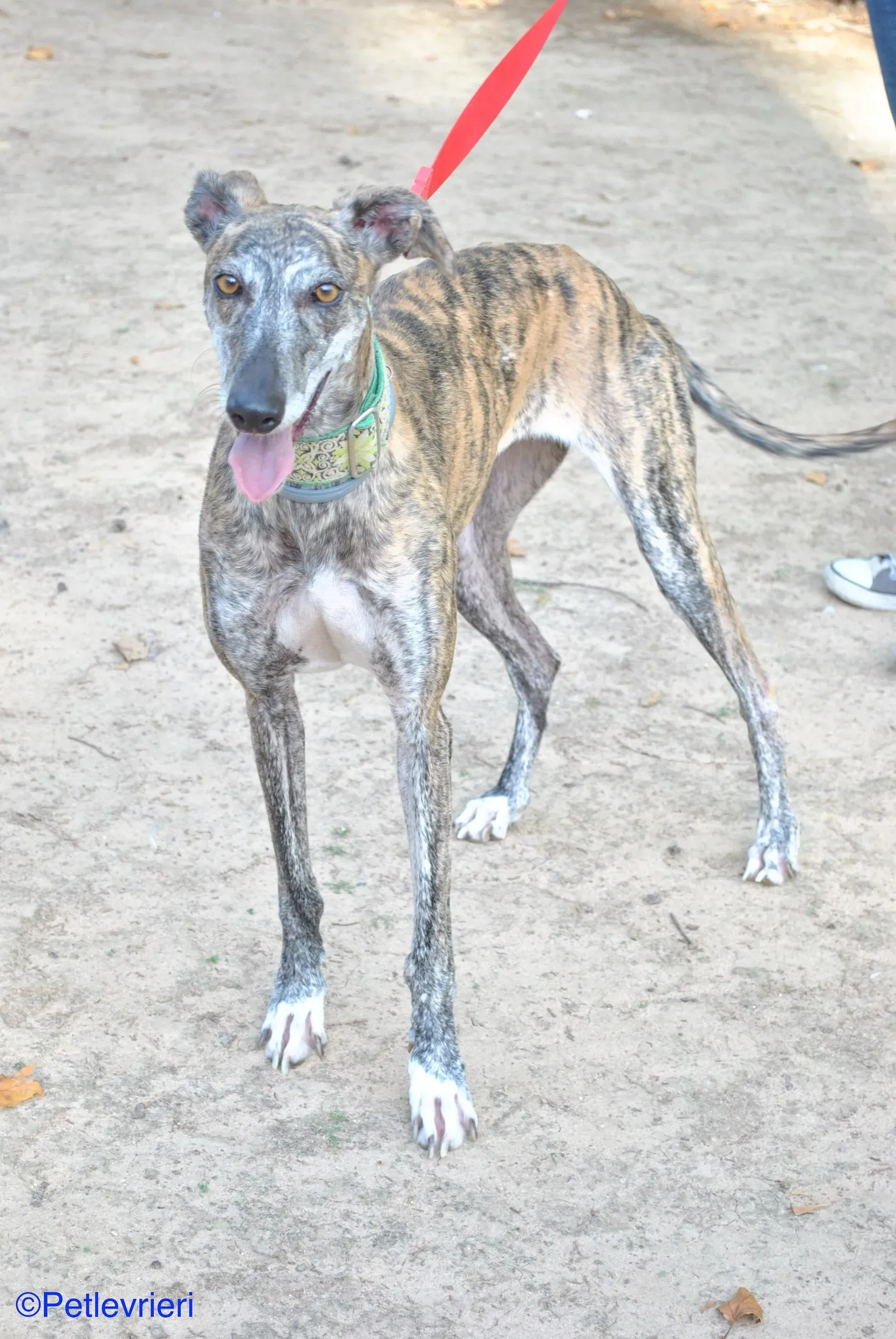 Manzana adozione levrieri galgo 018 scaled