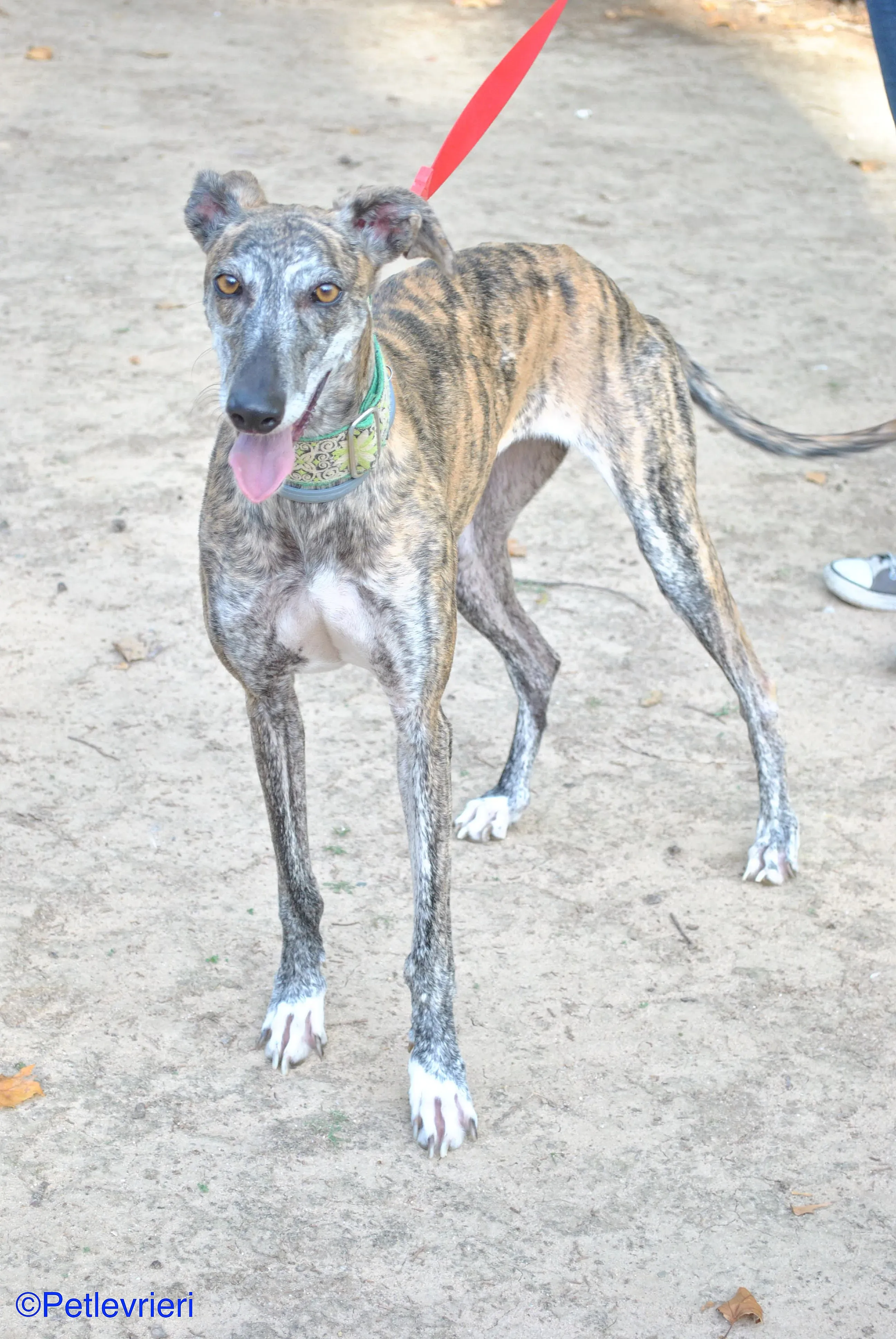 Manzana adozione levrieri galgo 018