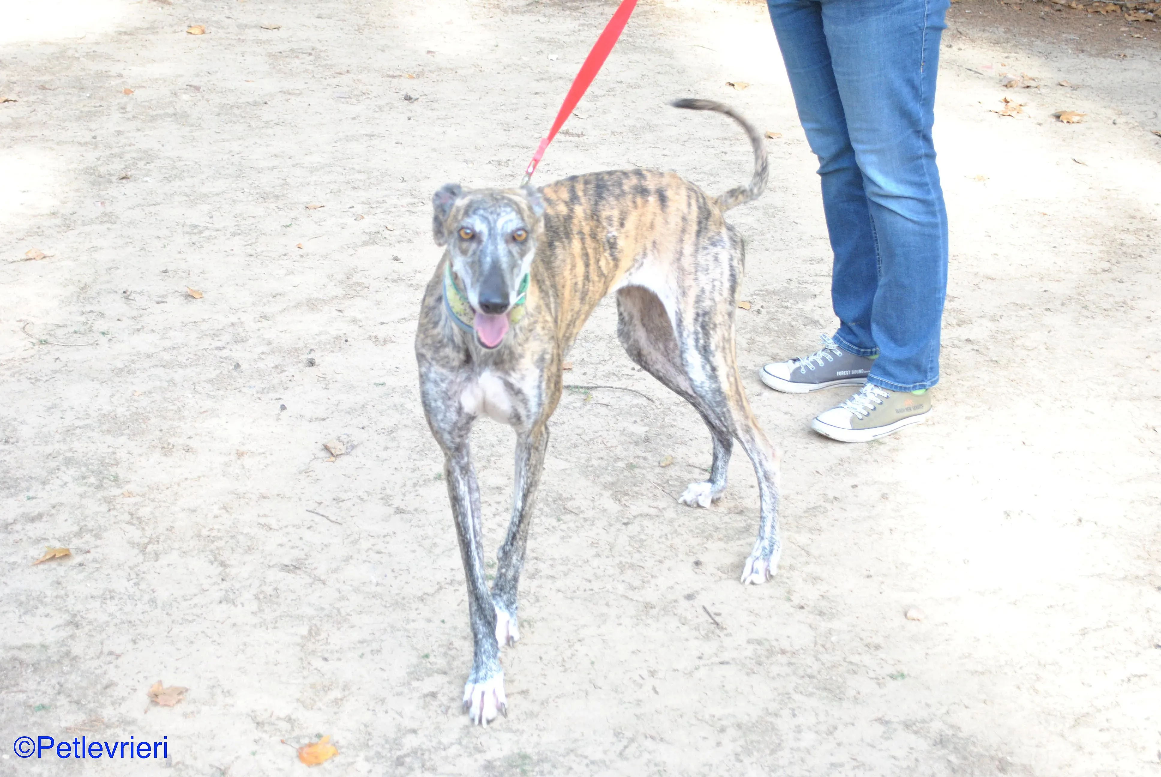 Manzana adozione levrieri galgo 019