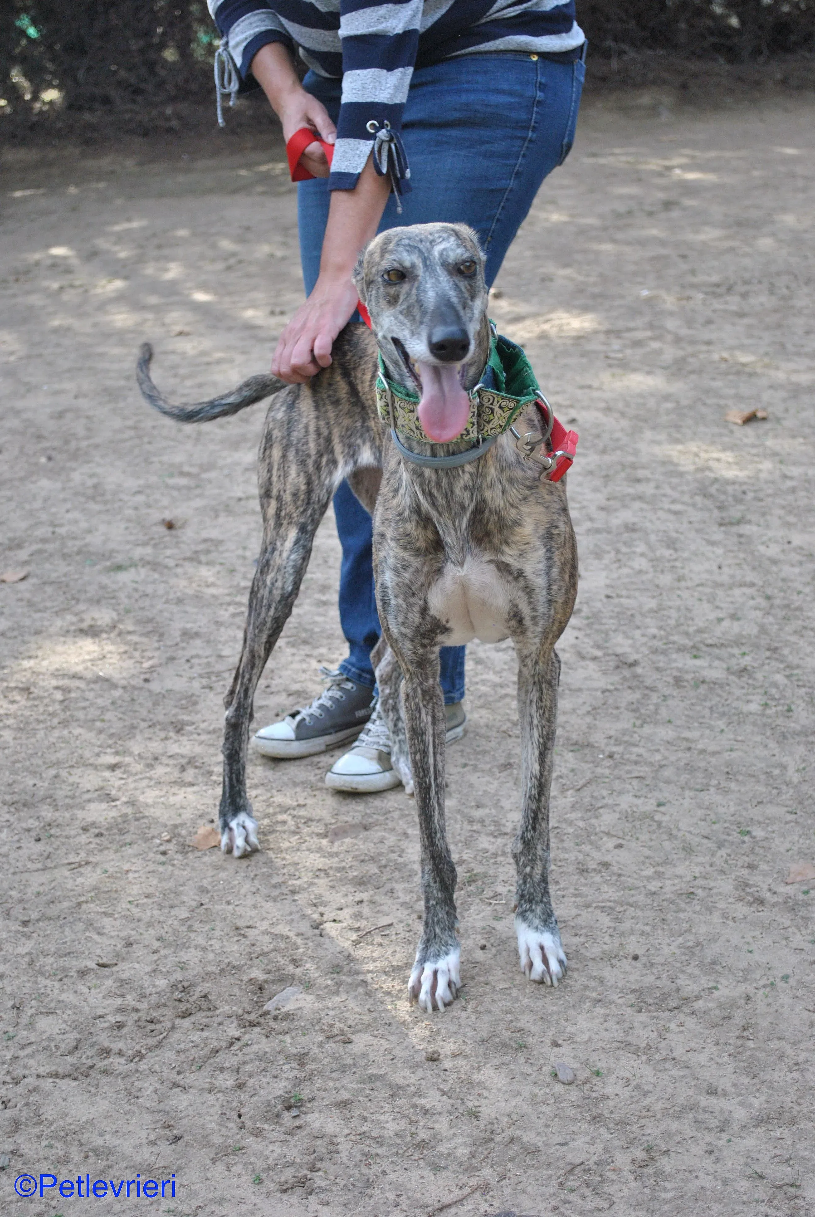 Manzana adozione levrieri galgo 02