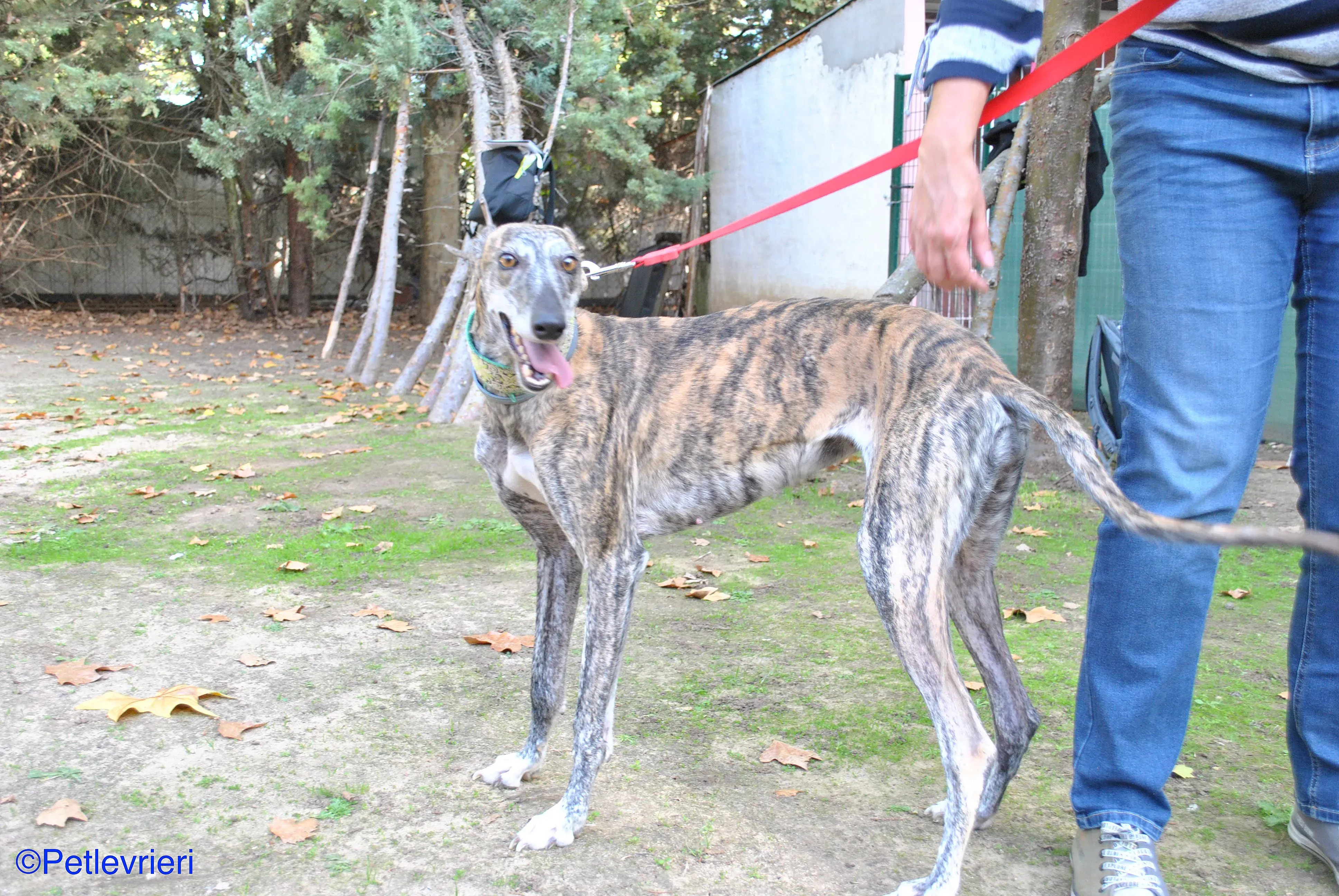 Manzana adozione levrieri galgo 020