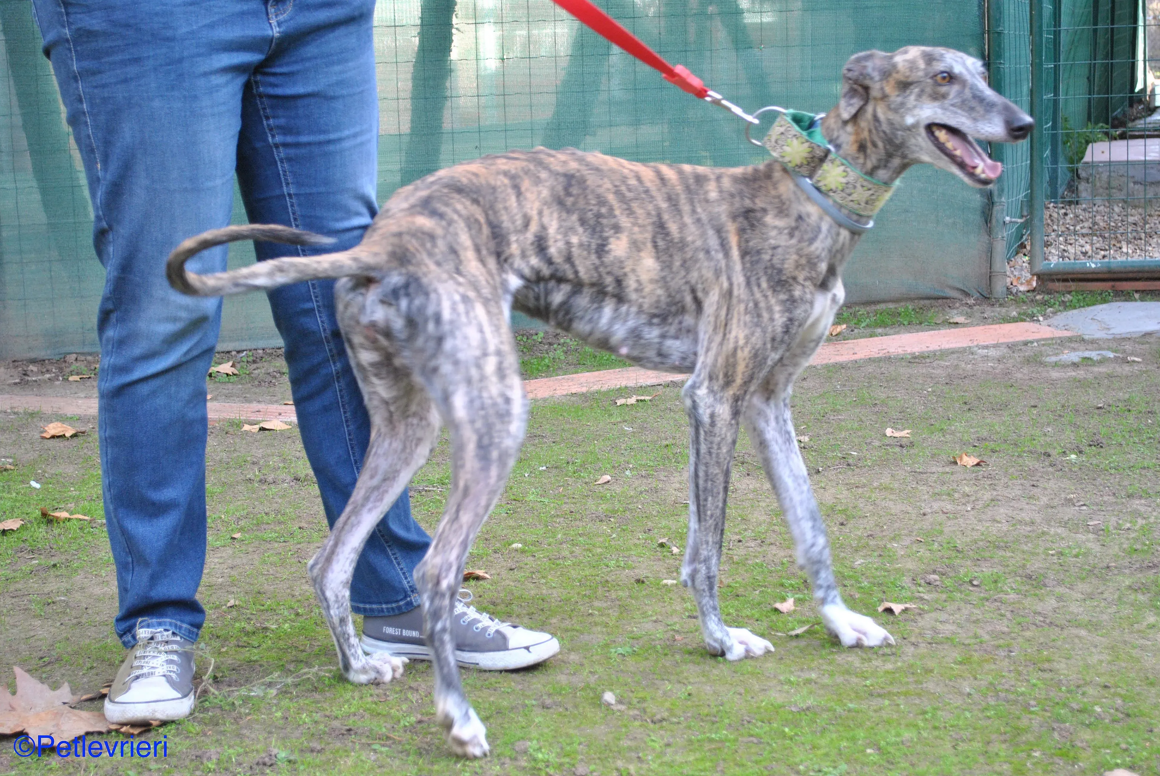 Manzana adozione levrieri galgo 021