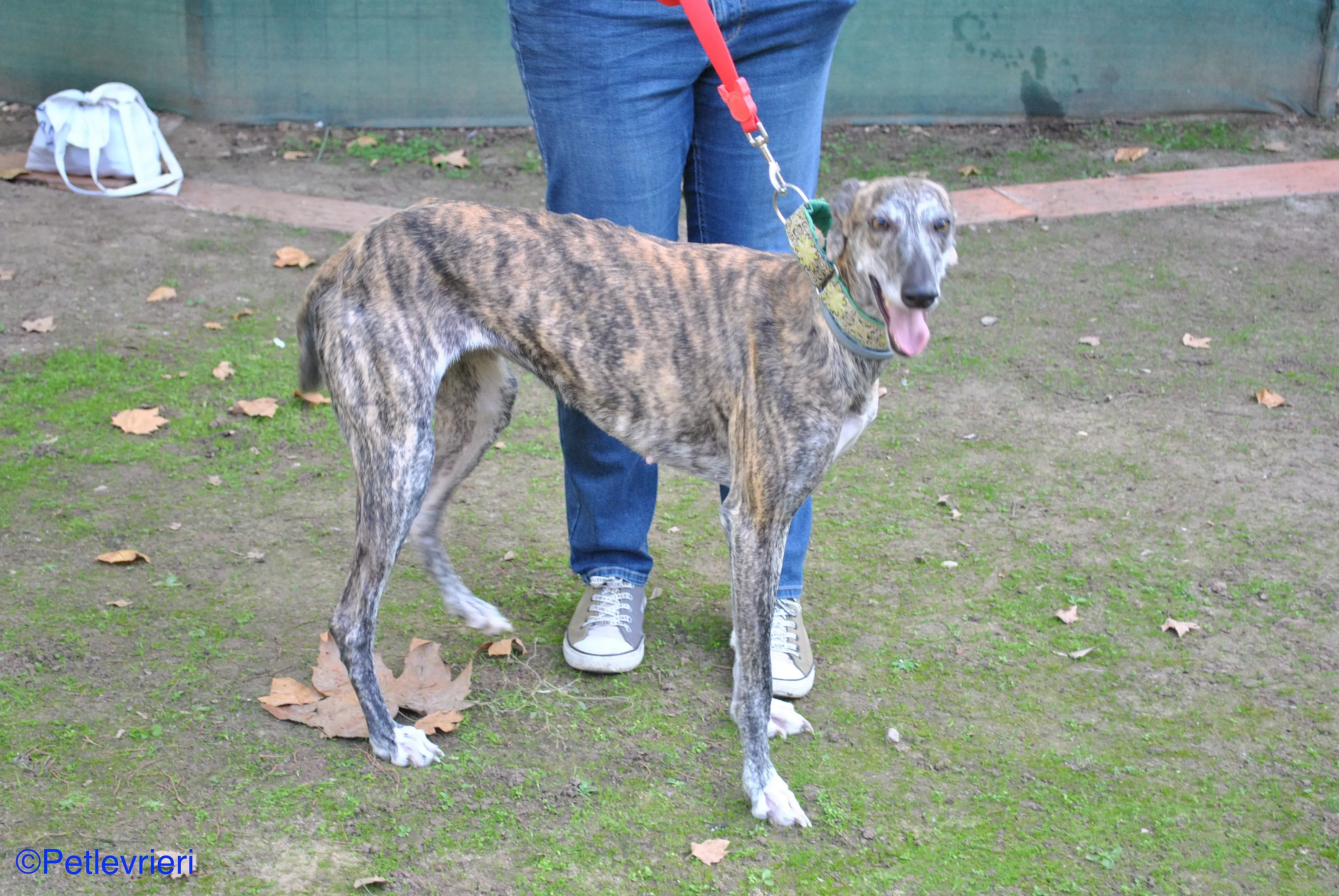 Manzana adozione levrieri galgo 022