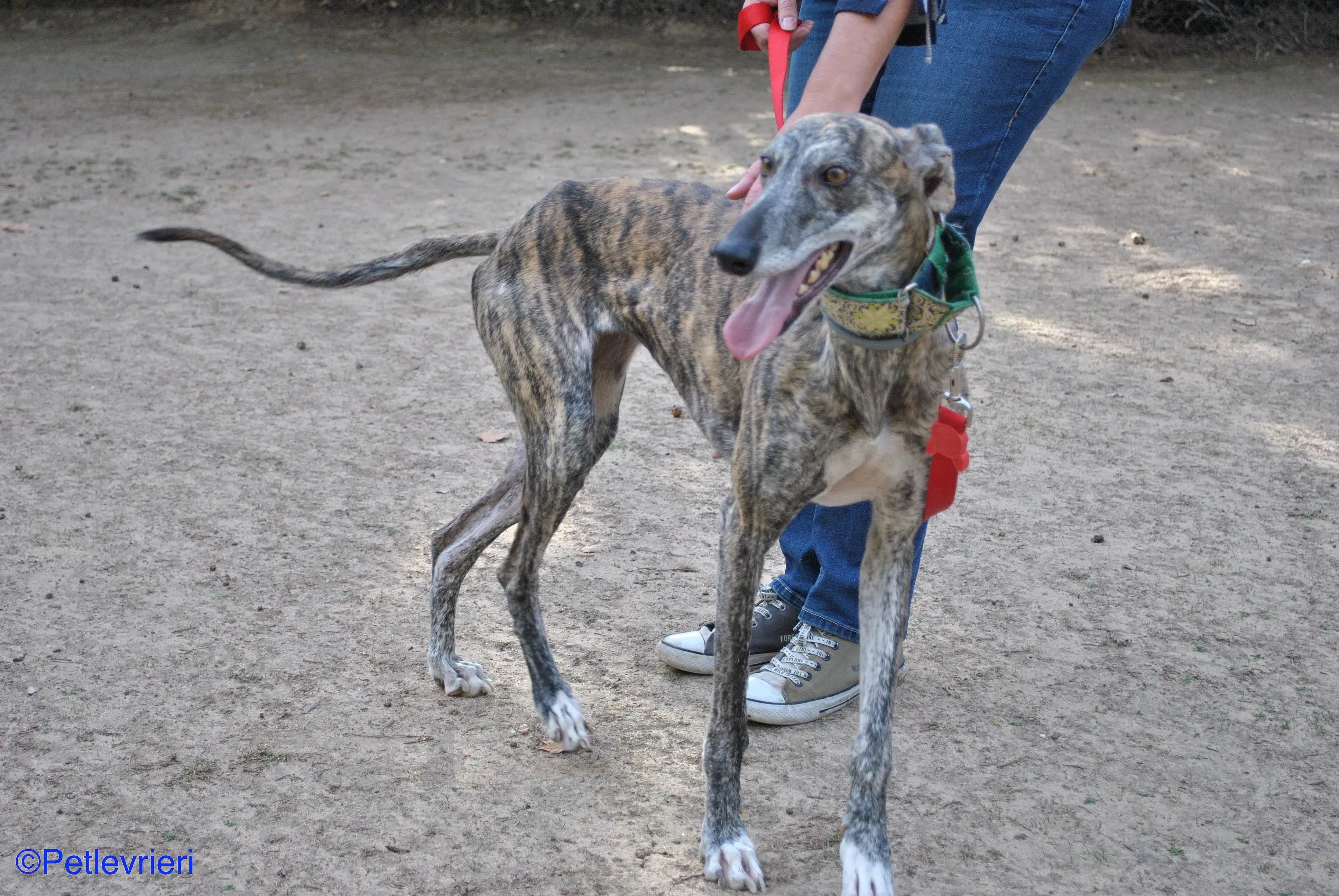 Manzana adozione levrieri galgo 03