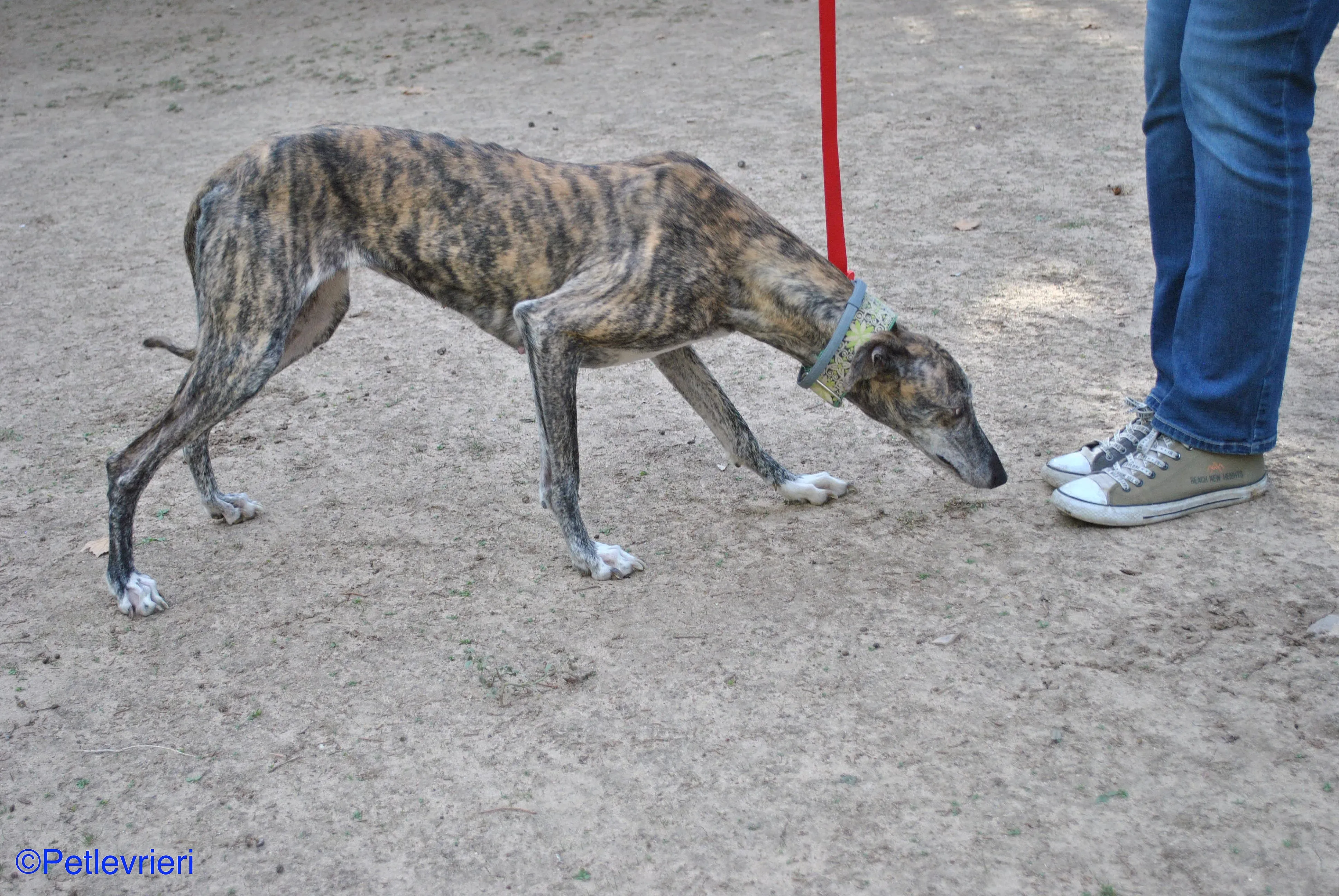 Manzana adozione levrieri galgo 06