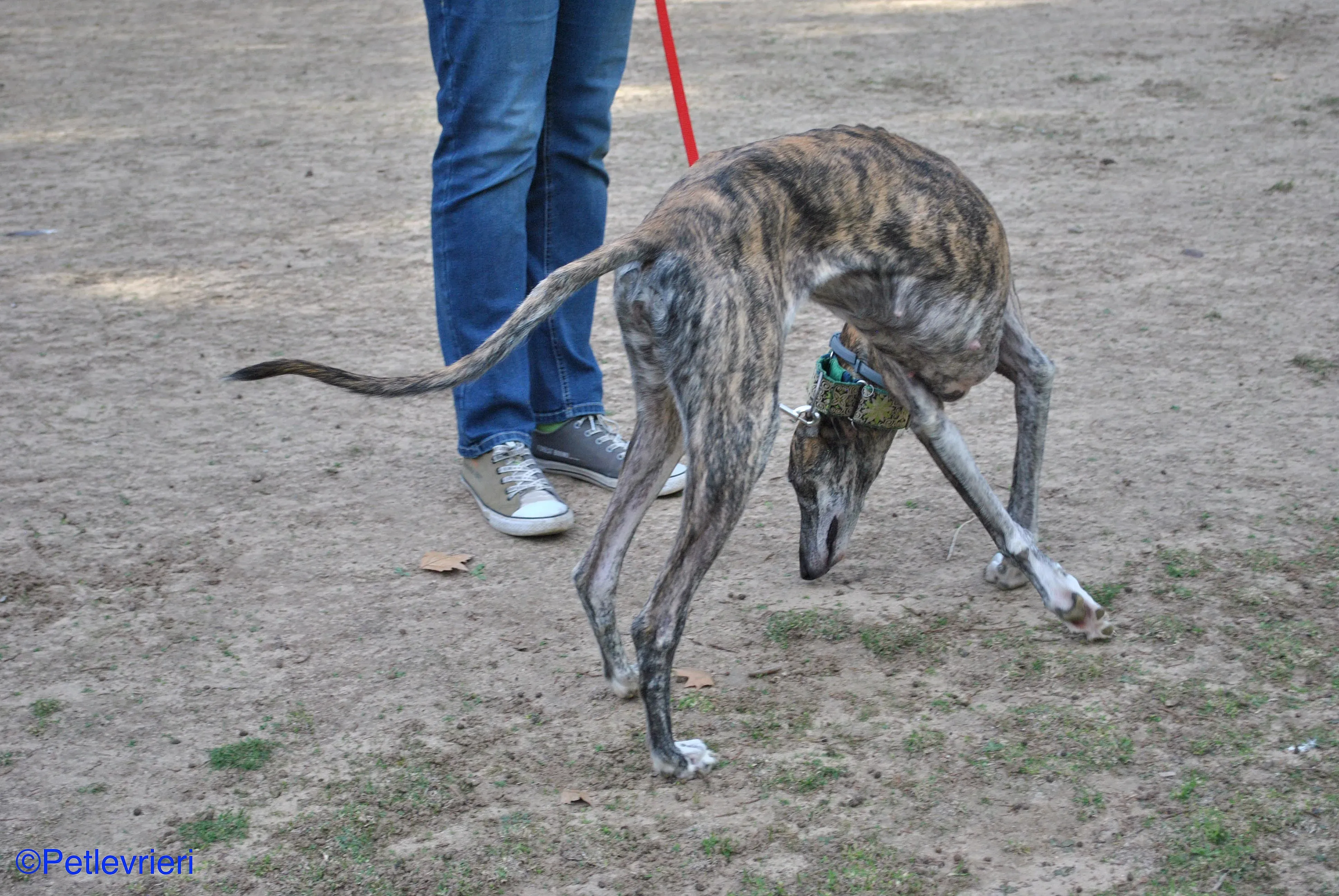 Manzana adozione levrieri galgo 07