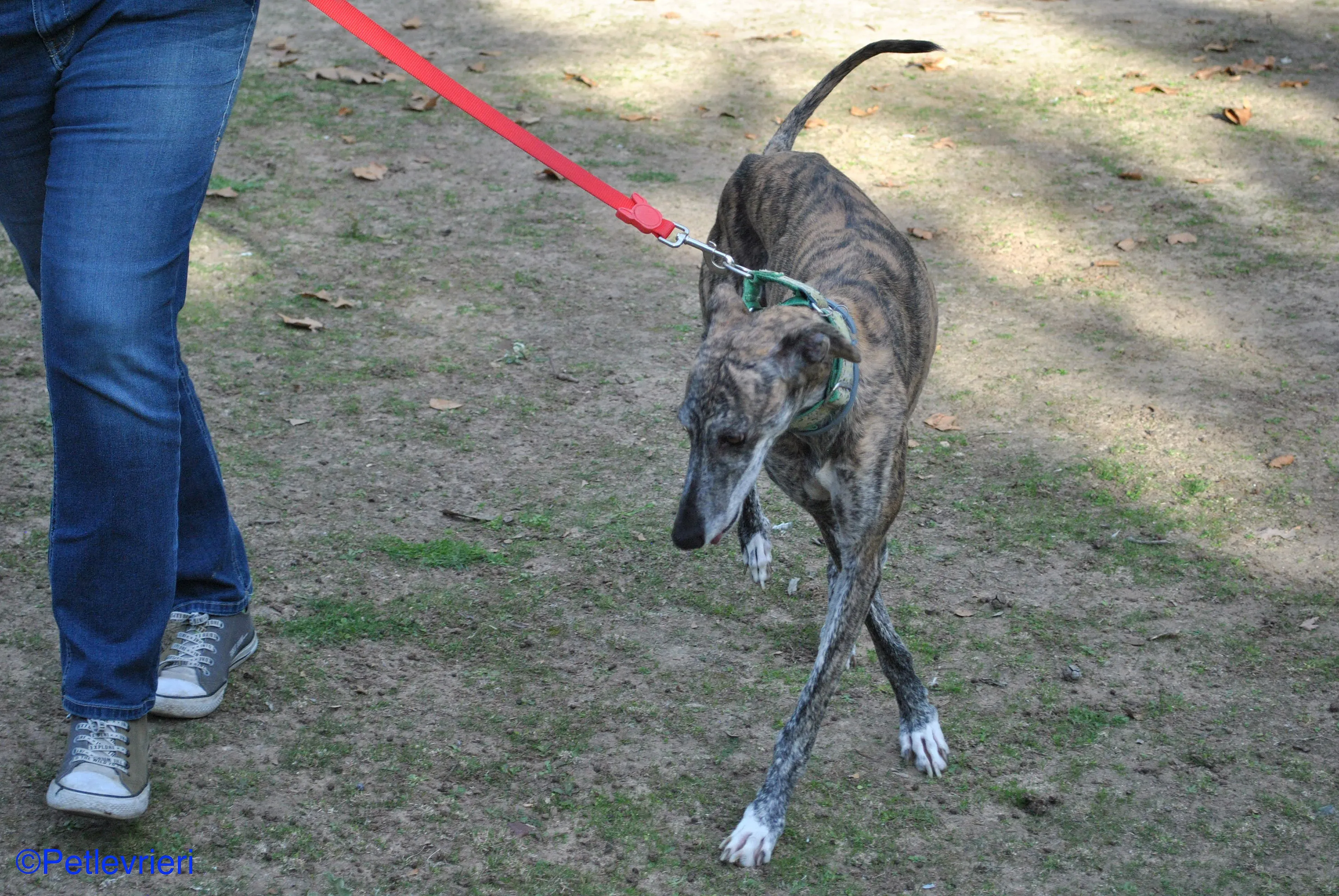 Manzana adozione levrieri galgo 08