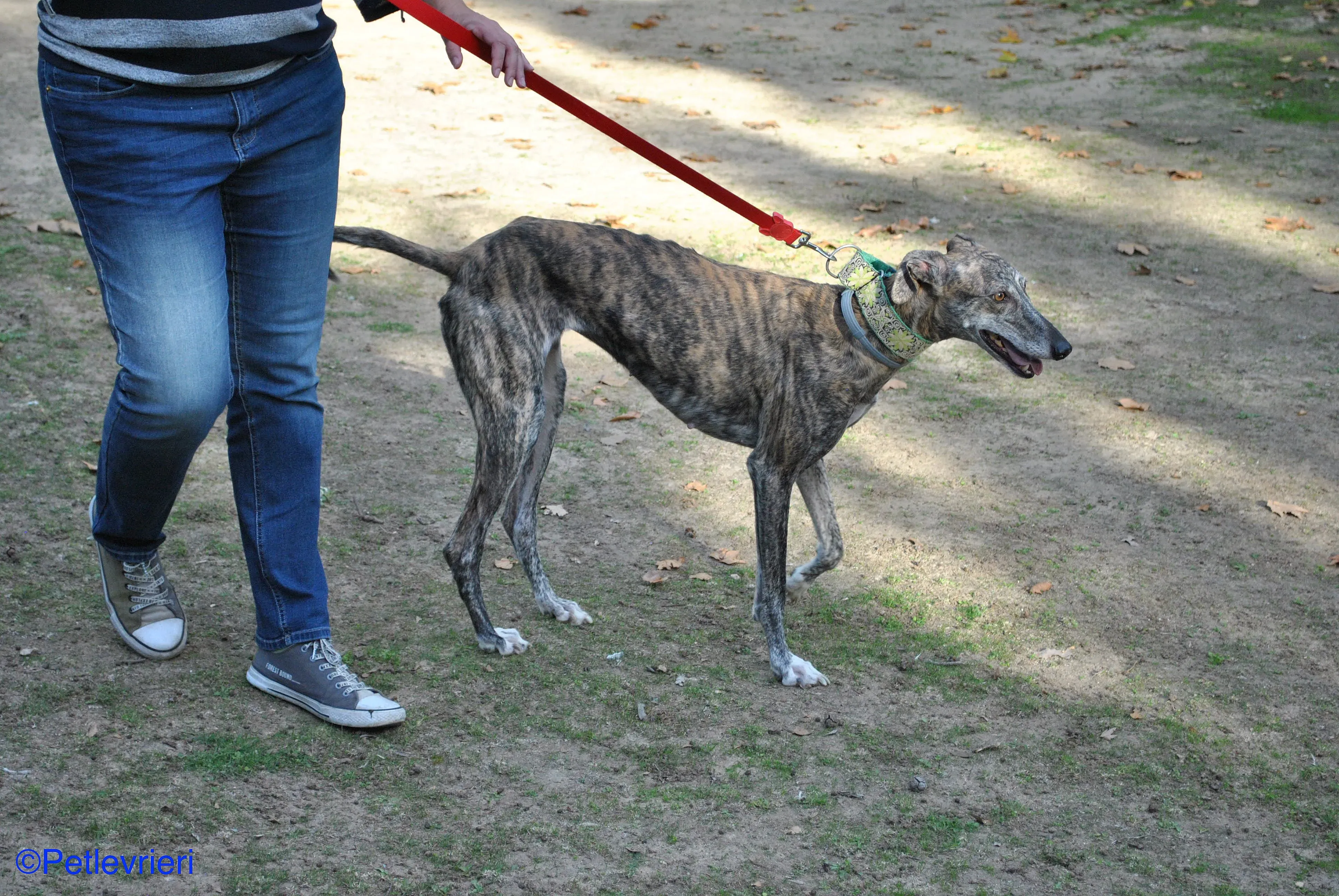 Manzana adozione levrieri galgo 09
