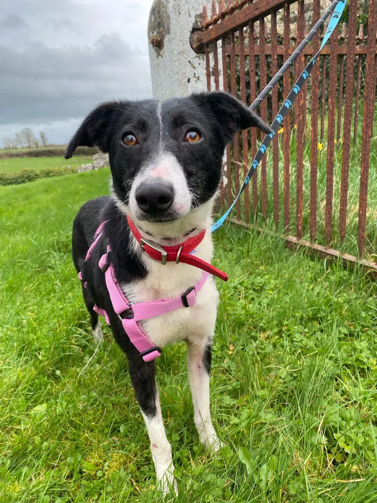 Maple adozione levrieri greyhound 1