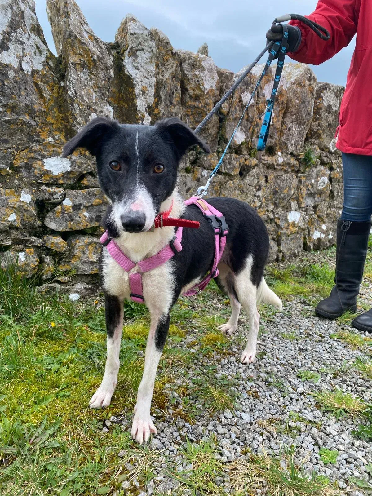 Maple adozione levrieri greyhound 11