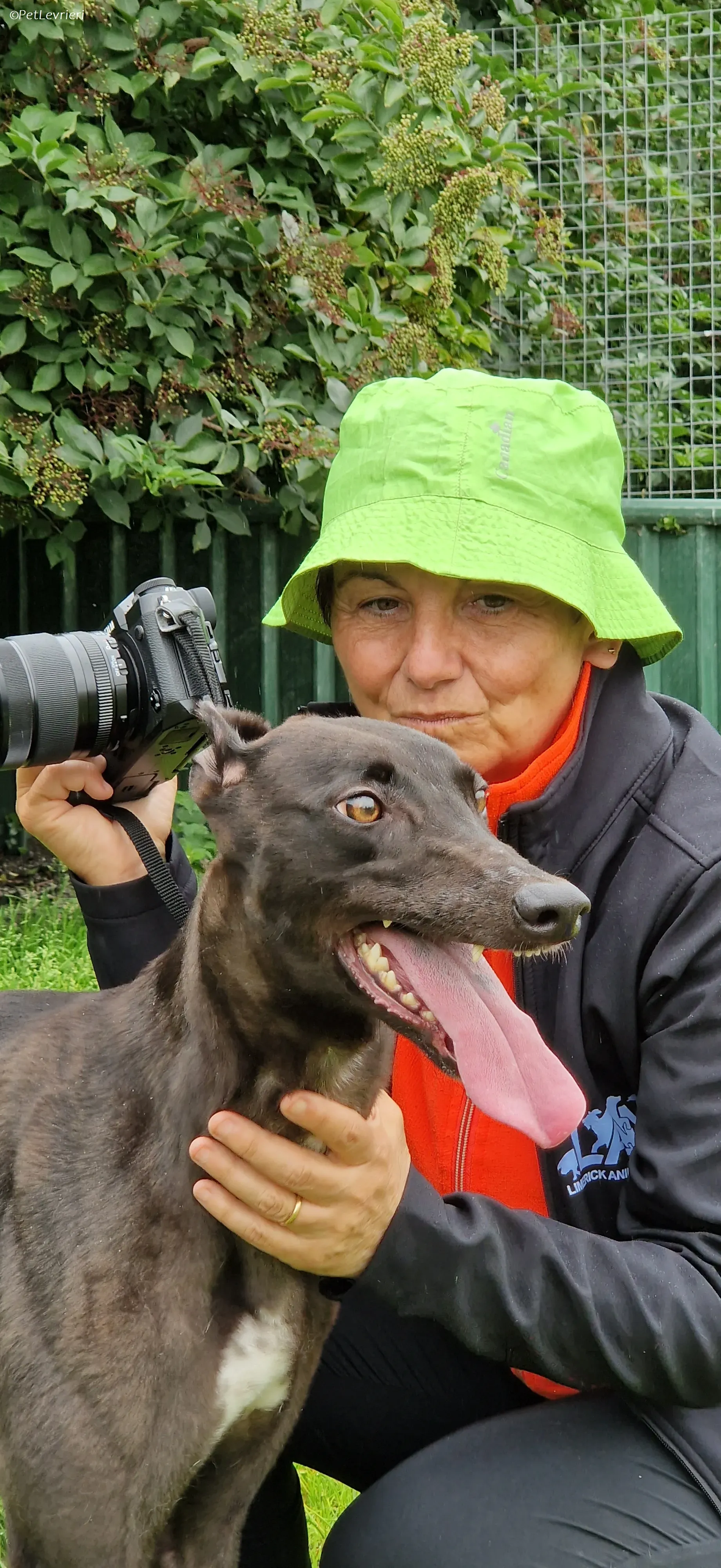 Maple adozione levrieri greyhound 12