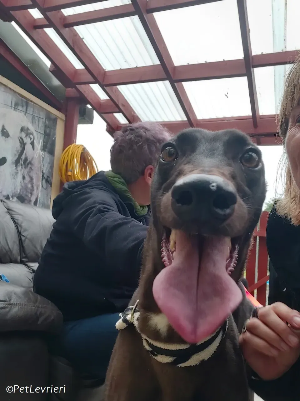 Maple adozione levrieri greyhound 13