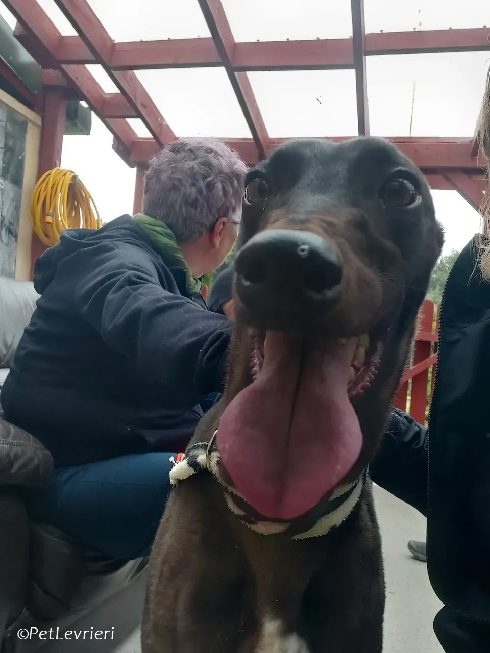 Maple adozione levrieri greyhound 14