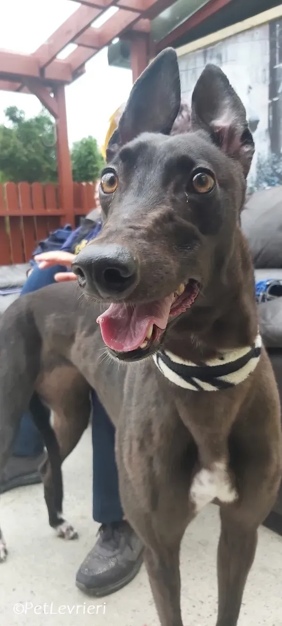 Maple adozione levrieri greyhound 15