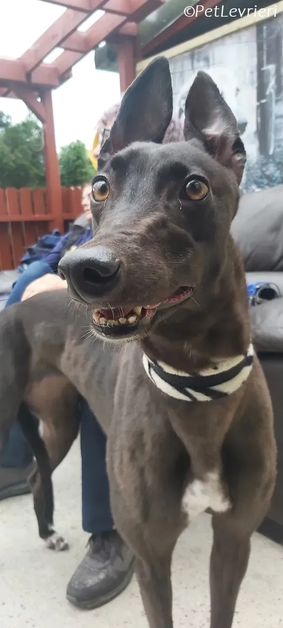 Maple adozione levrieri greyhound 16