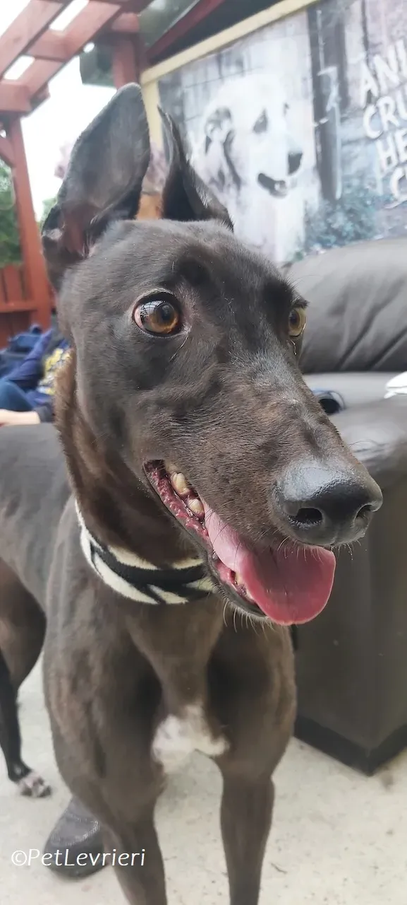 Maple adozione levrieri greyhound 17