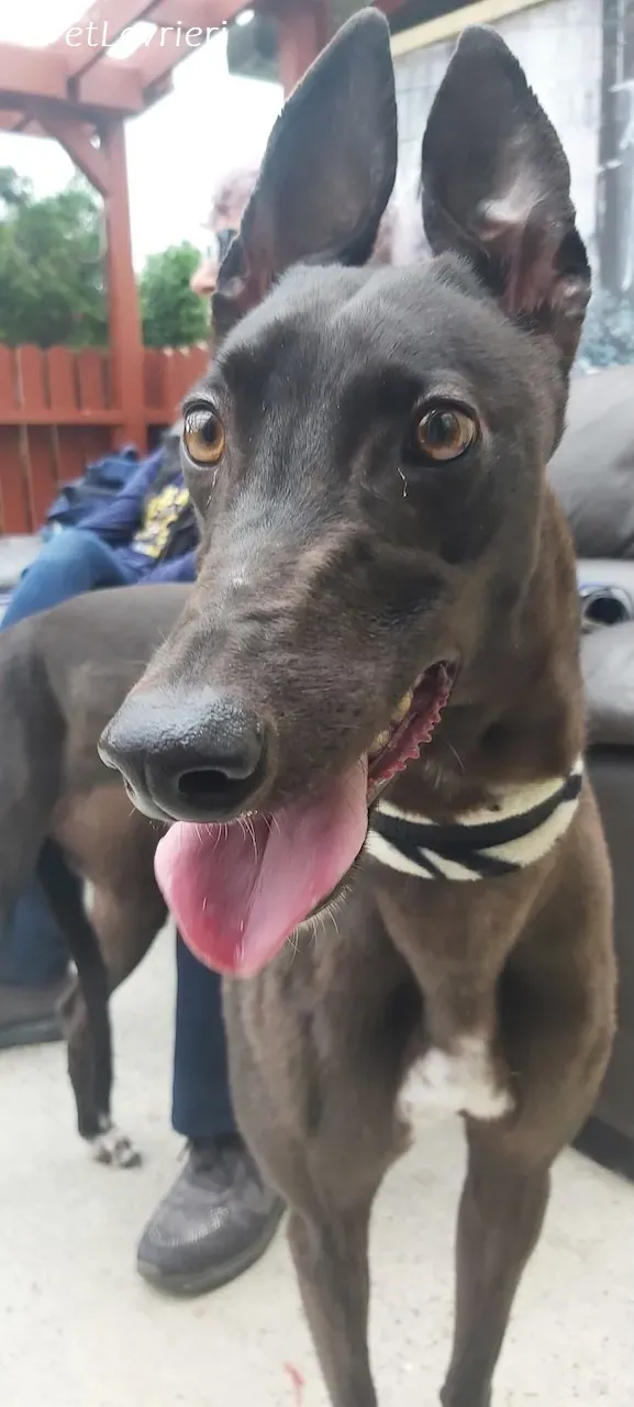 Maple adozione levrieri greyhound 18