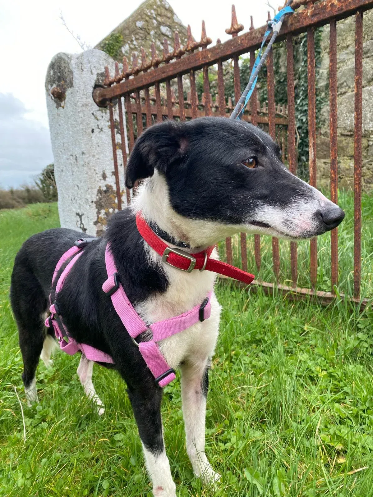 Maple adozione levrieri greyhound 10