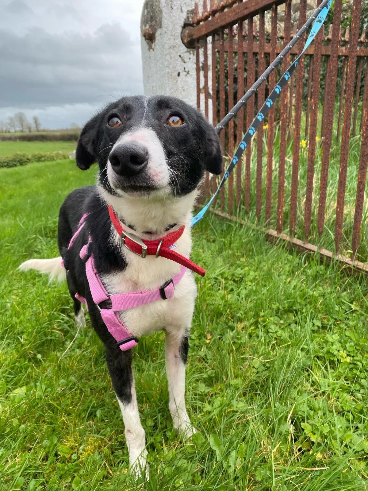 Maple adozione levrieri greyhound 2