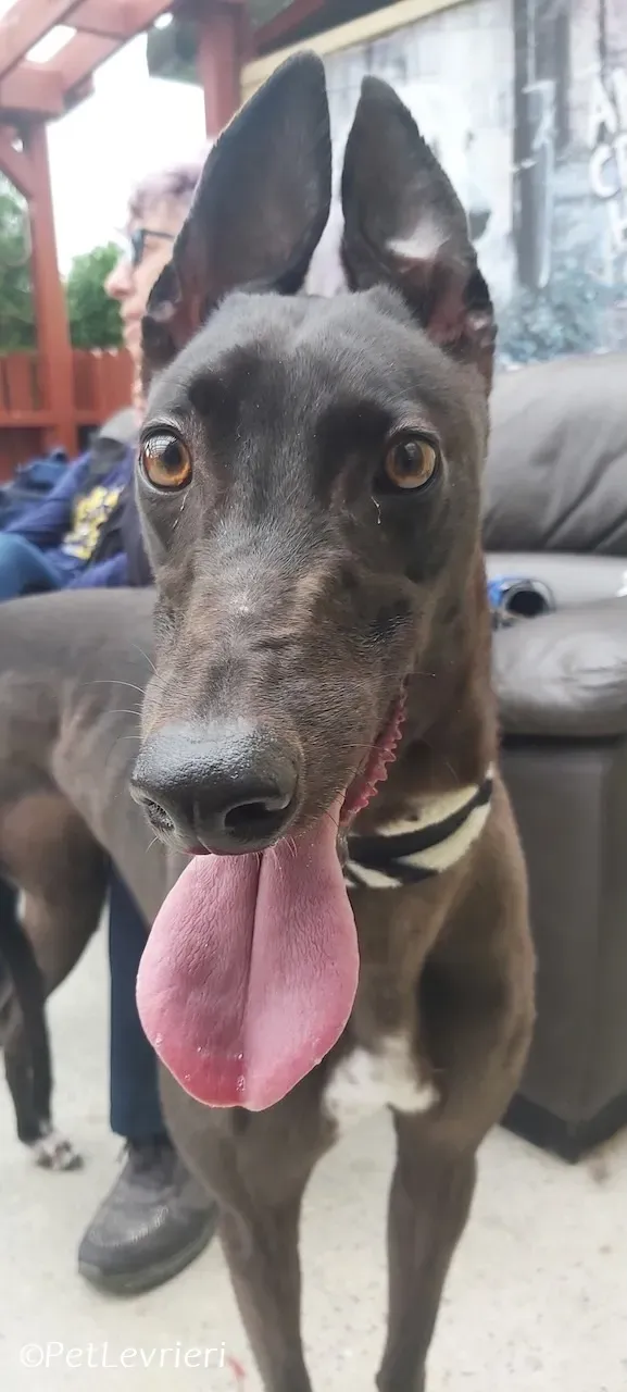 Maple adozione levrieri greyhound 20