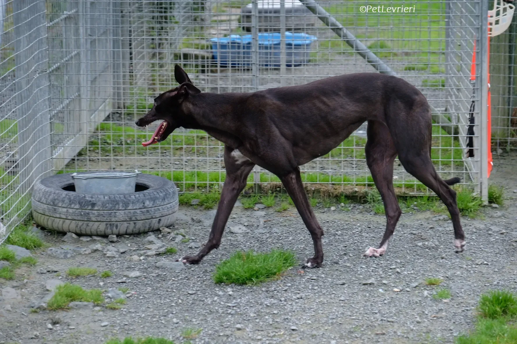 Maple adozione levrieri greyhound 21