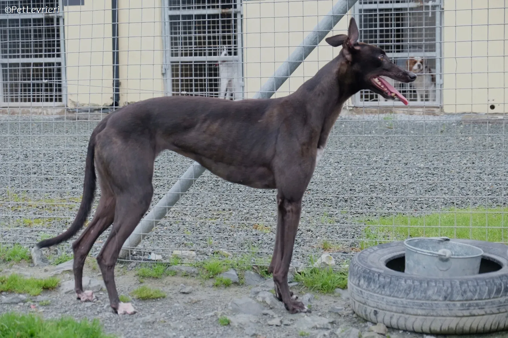 Maple adozione levrieri greyhound 22