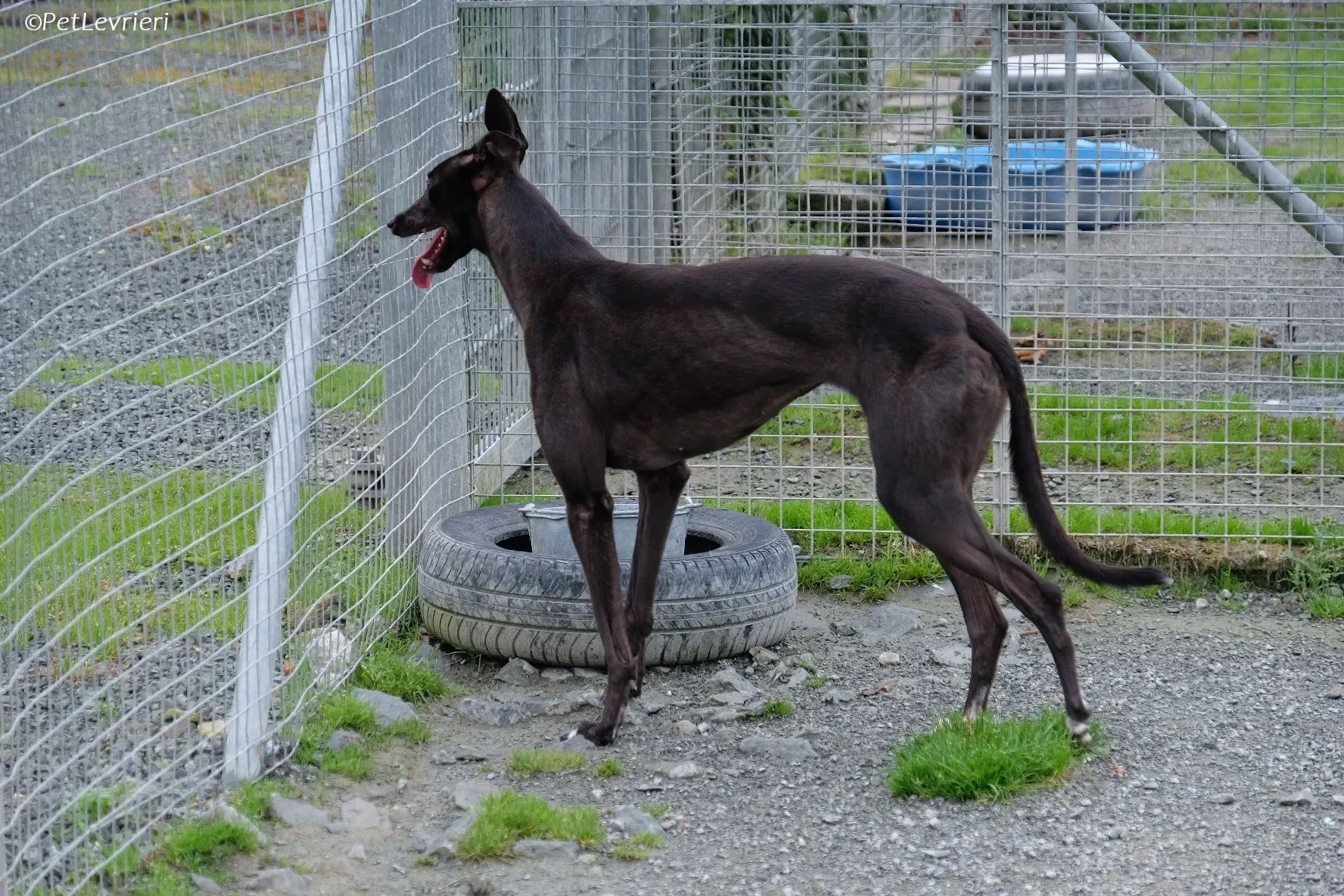 Maple adozione levrieri greyhound 23