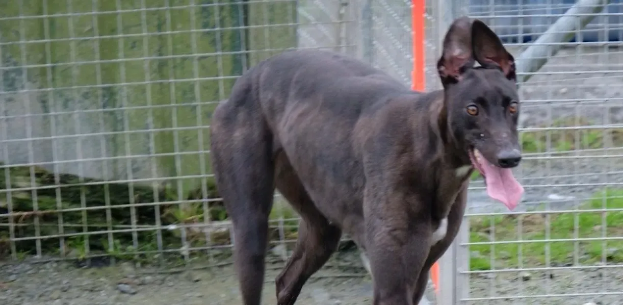 Maple adozione levrieri greyhound 24 e1690920550242