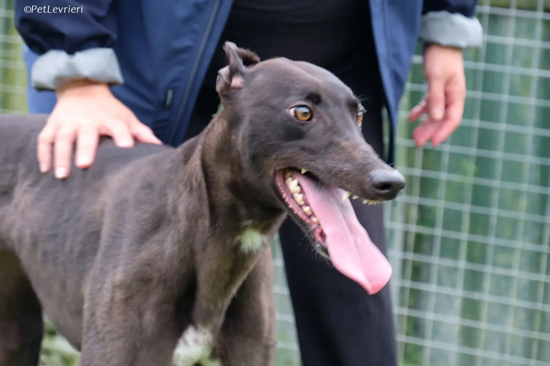 Maple adozione levrieri greyhound 25