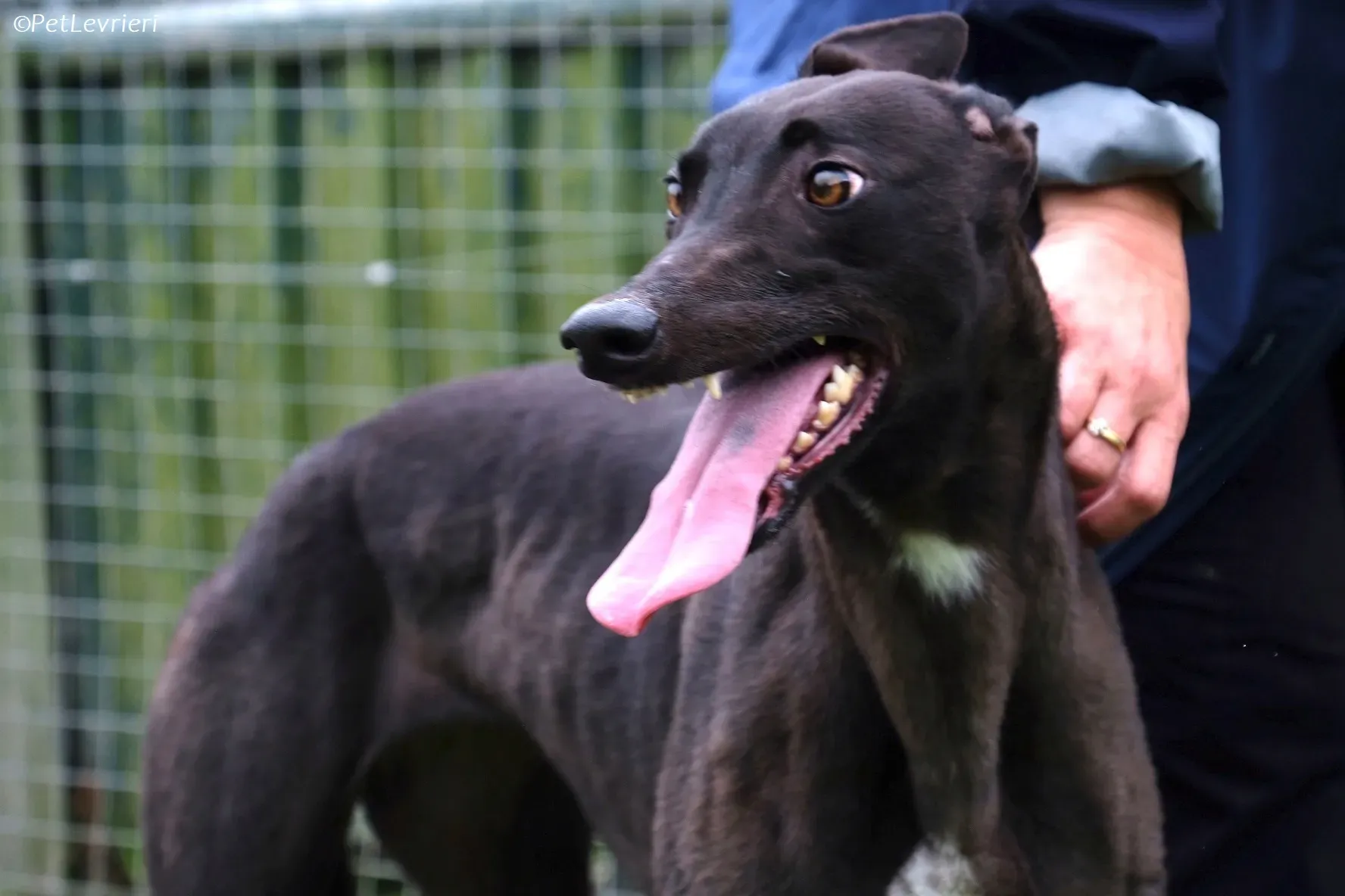 Maple adozione levrieri greyhound 26