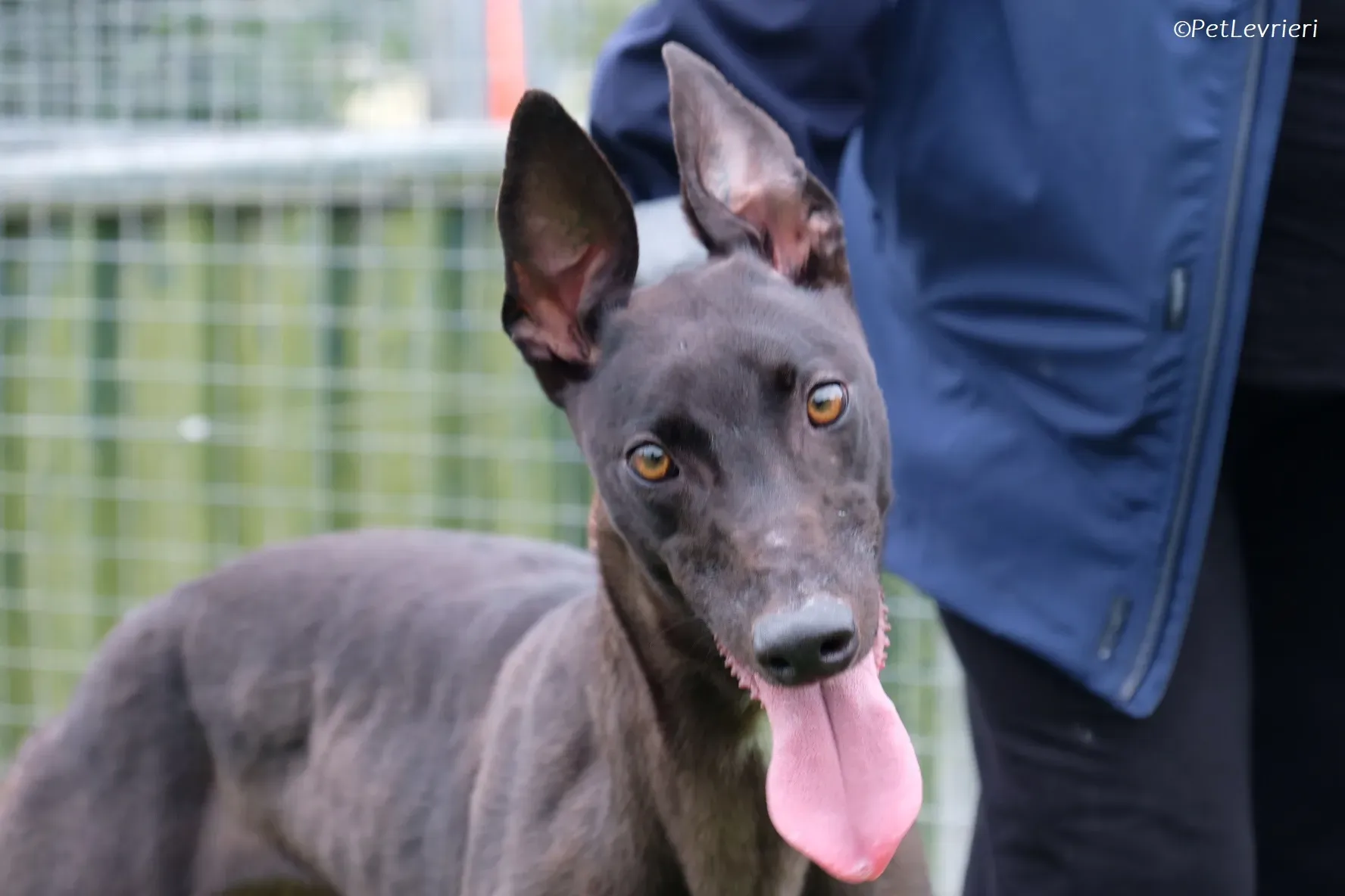 Maple adozione levrieri greyhound 27