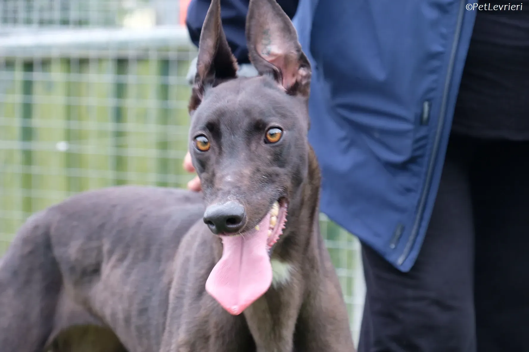 Maple adozione levrieri greyhound 28