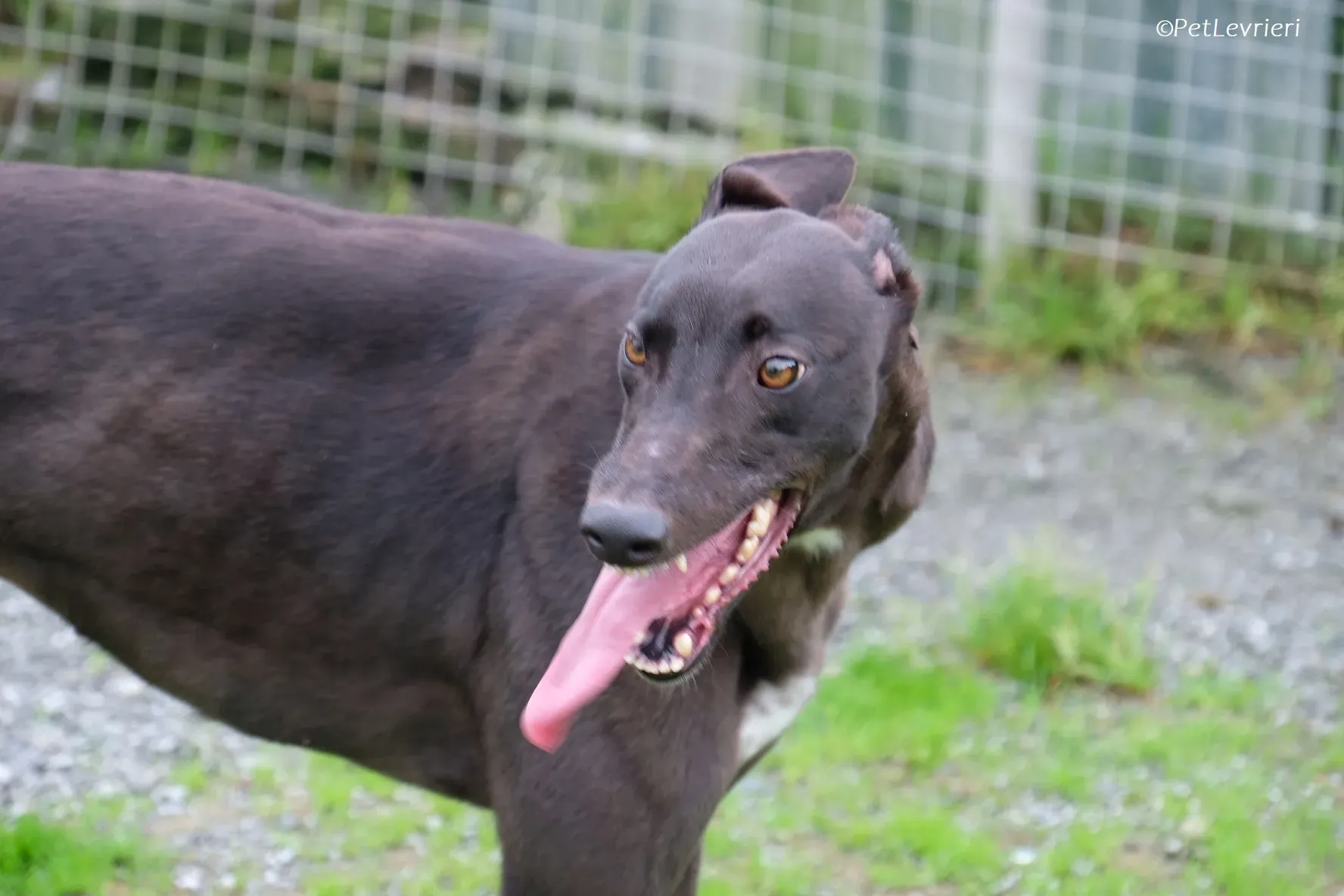 Maple adozione levrieri greyhound 29