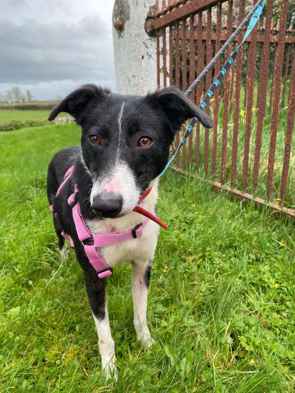 Maple adozione levrieri greyhound 3