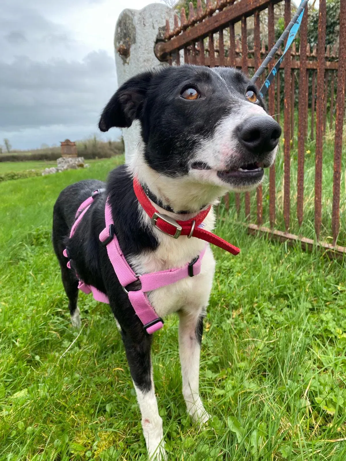 Maple adozione levrieri greyhound 6