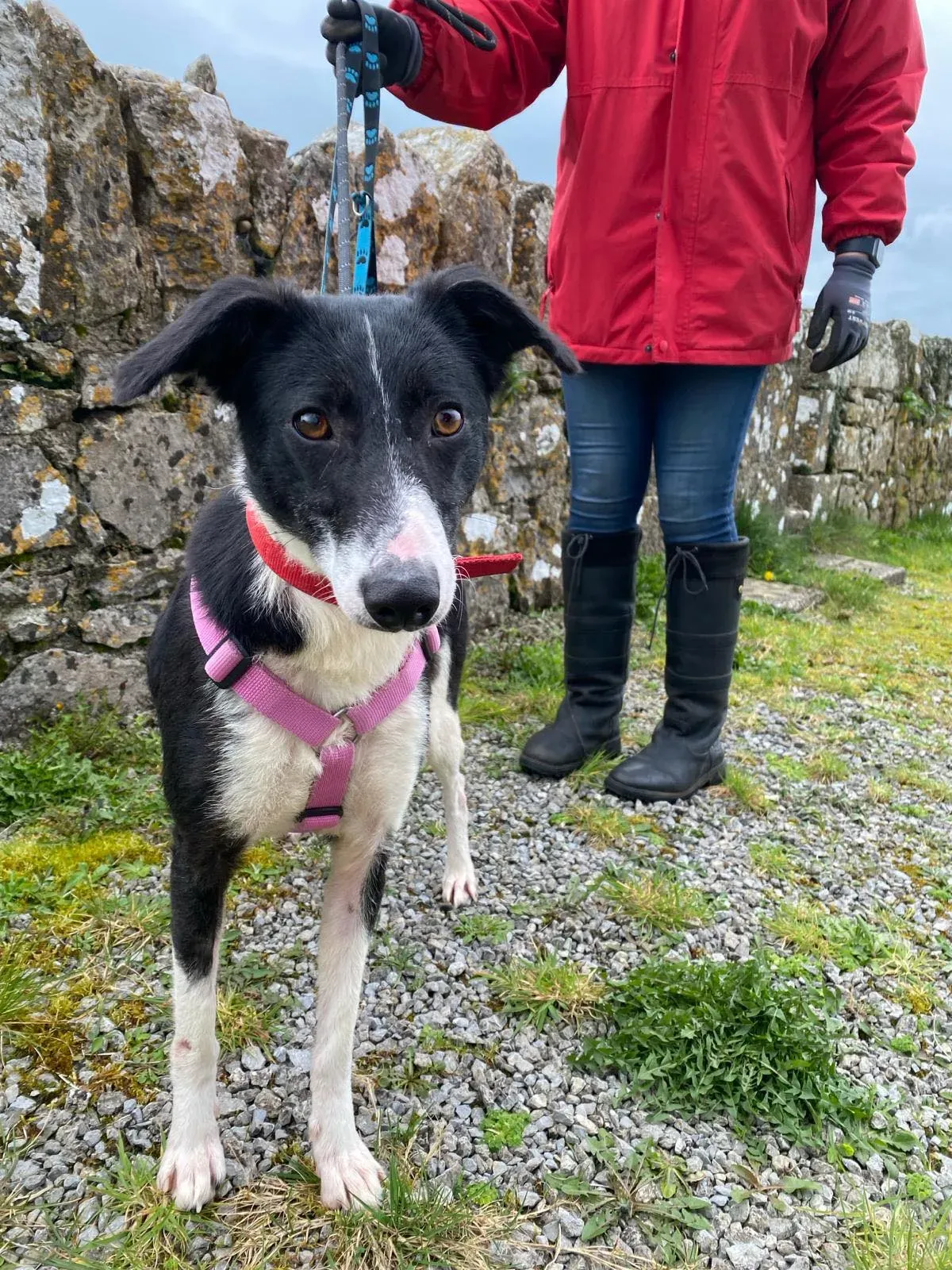 Maple adozione levrieri greyhound 7