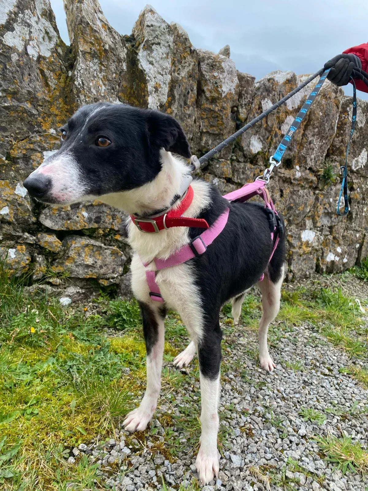 Maple adozione levrieri greyhound 9