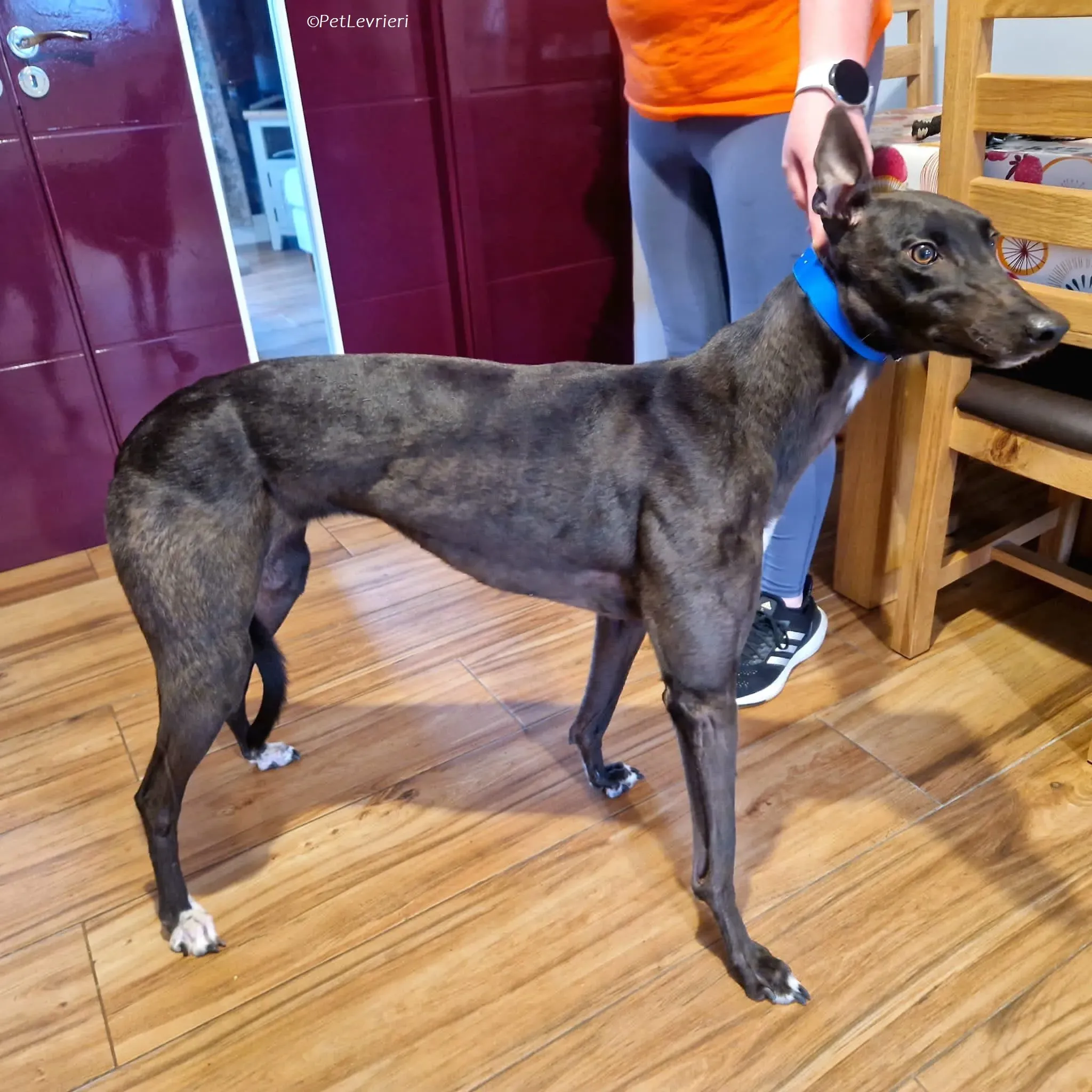 Maple adozione levrieri greyhound 4