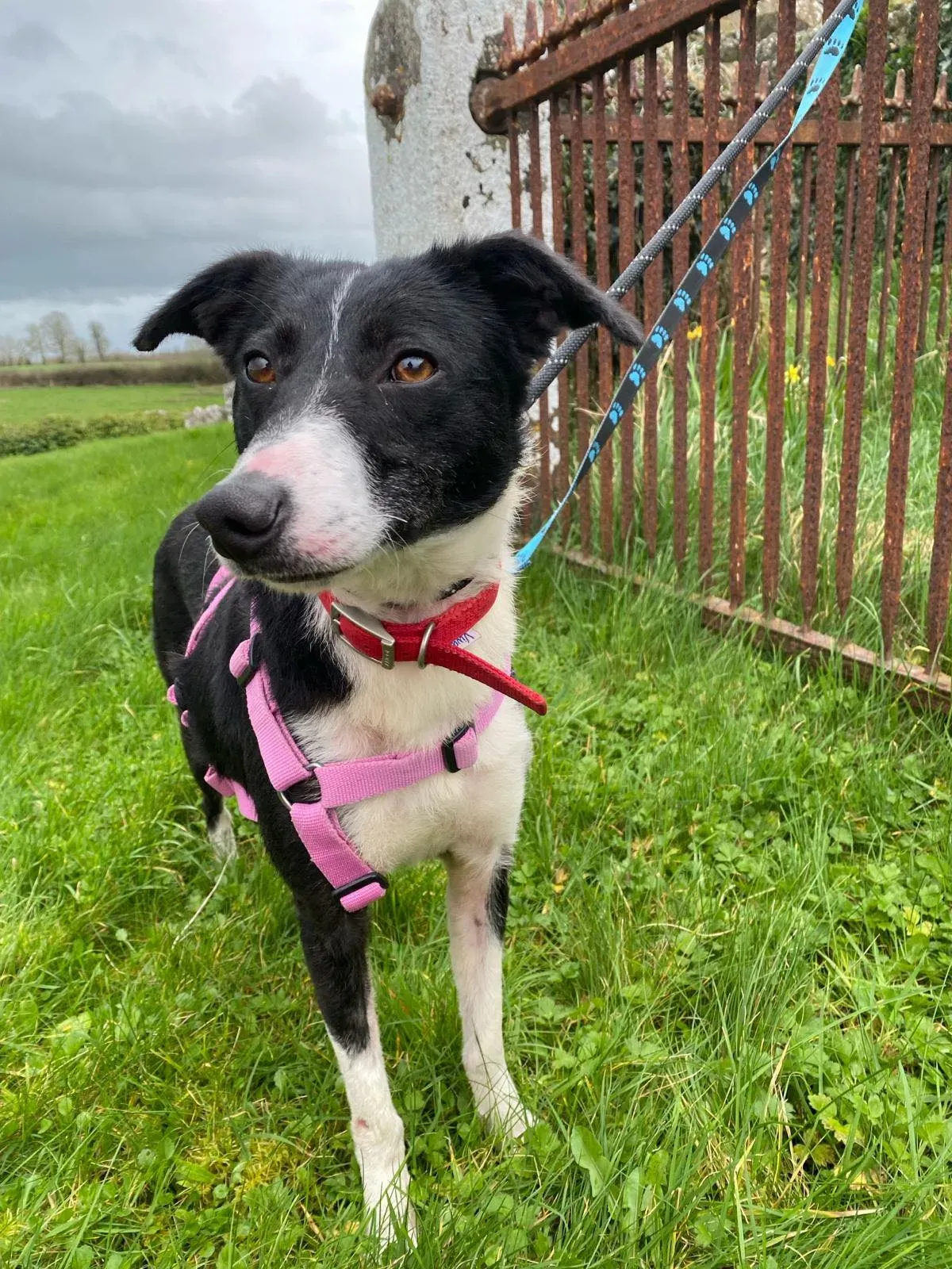 Maple adozione levrieri greyhound 5