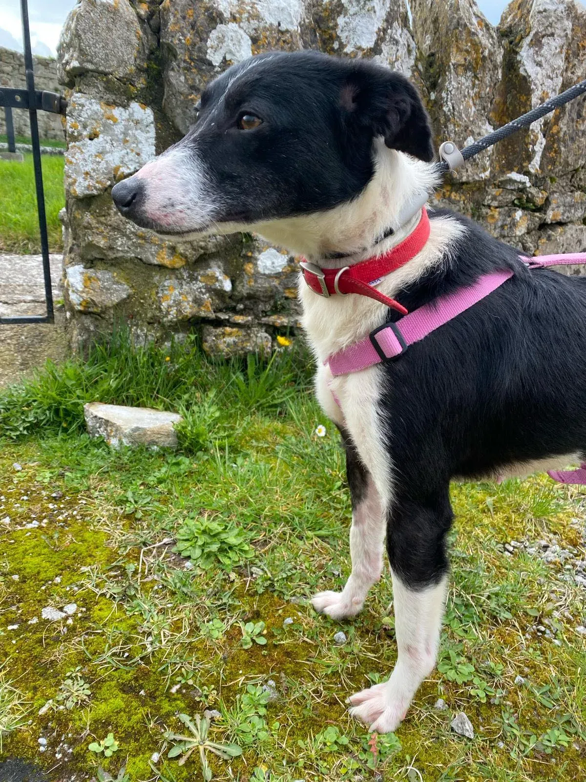 Maple adozione levrieri greyhound 8