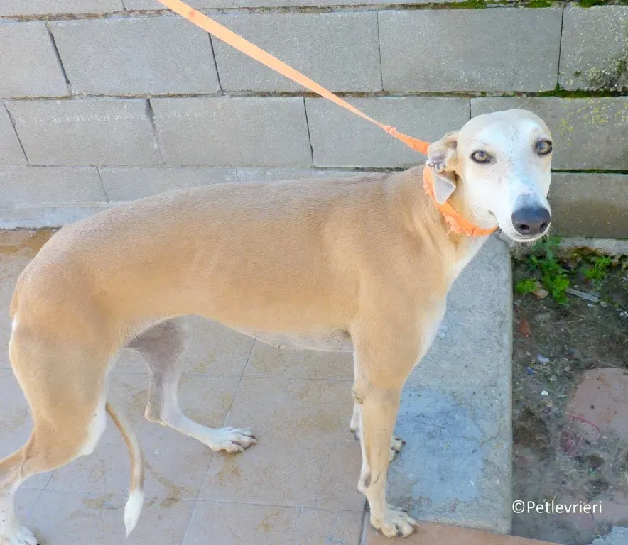 Mara adozione levrieri galgo 00