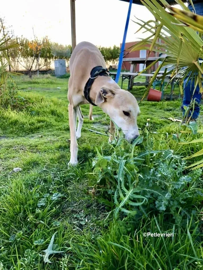 Mara adozione levrieri galgo 01